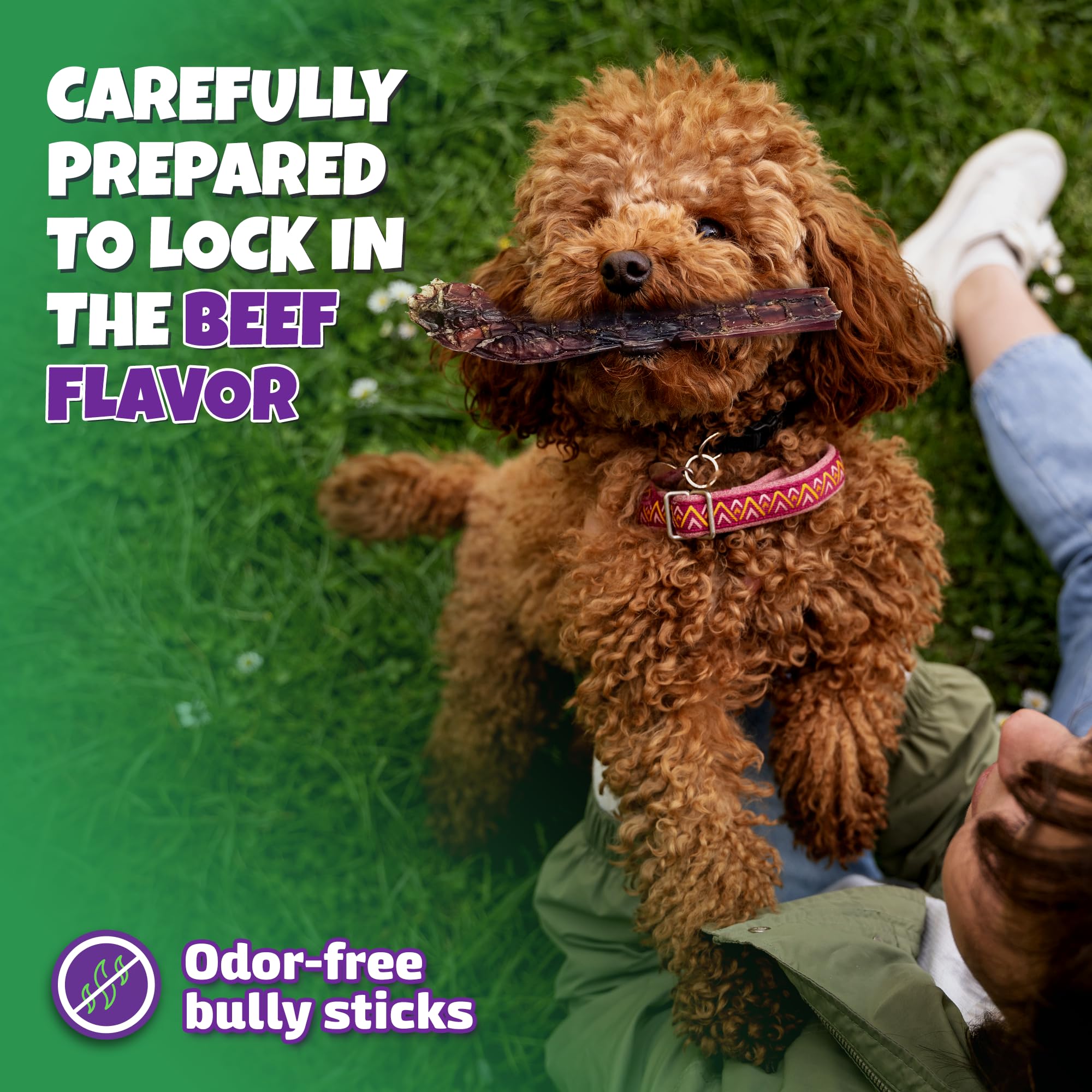 Bully Sticks for Dogs Sourced & Made in USA, All-Natural Taste, Shape, & Color, 6 inch Pizzle Sticks, Bully Bones for Small and