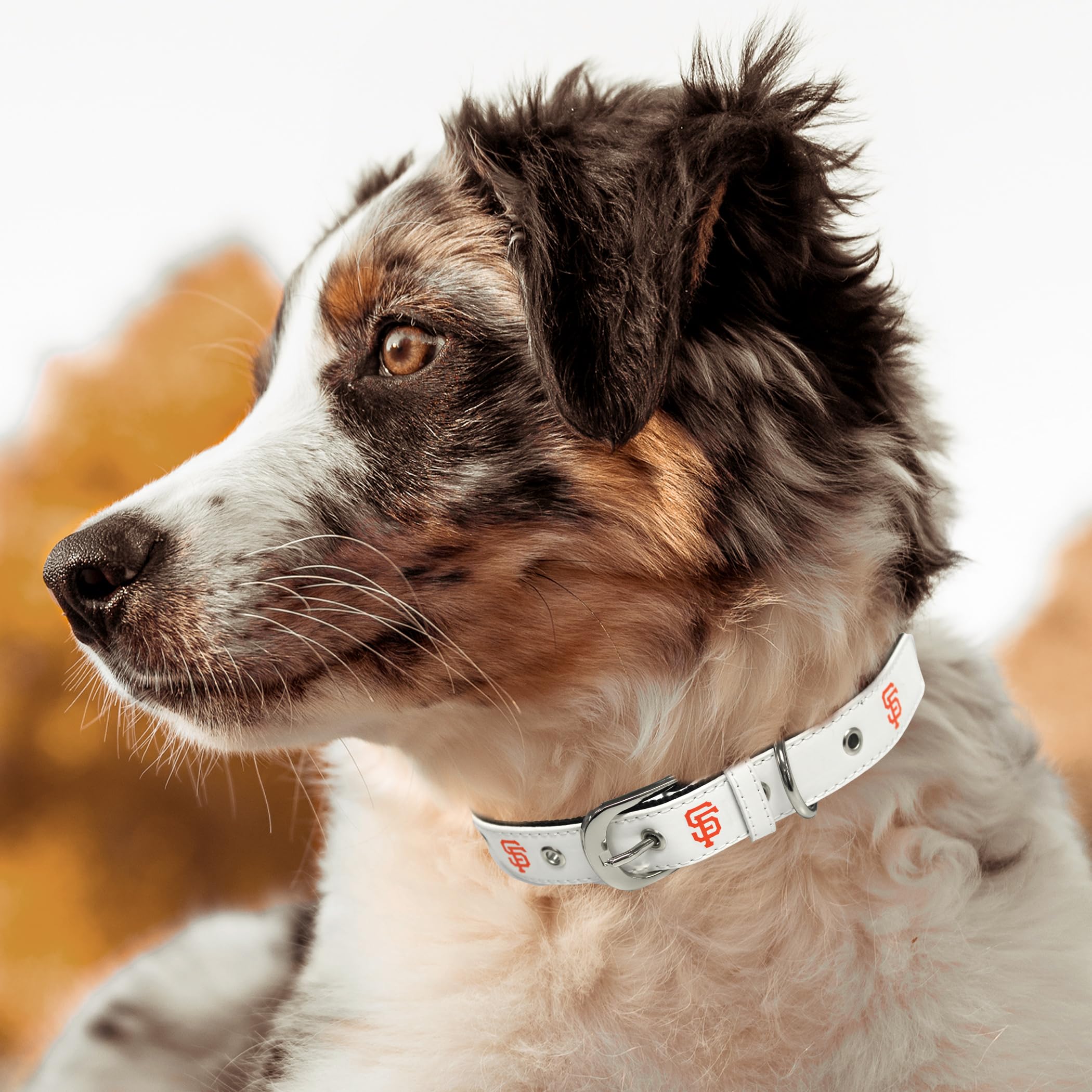 Mlb Dog Collar San Francisco Giants New Signature Pro Pvc-Leather Premium Pet Collars Extra Tough & Durable! Super Stylish! Size