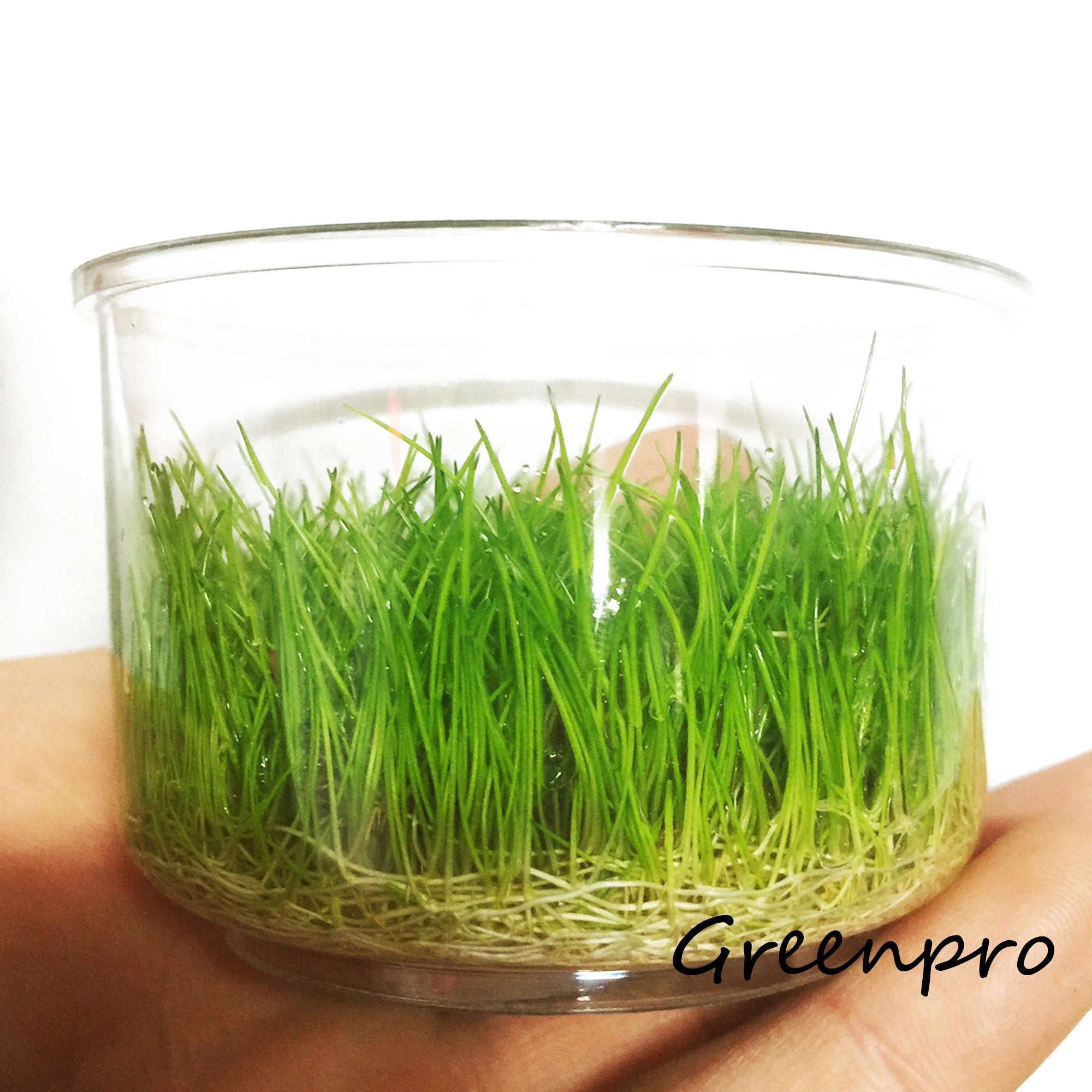 Greenpro Dwarf Hairgrass Live Aquarium Plants Tissue Culture Cup Freshwater Fish Tank Decorations
