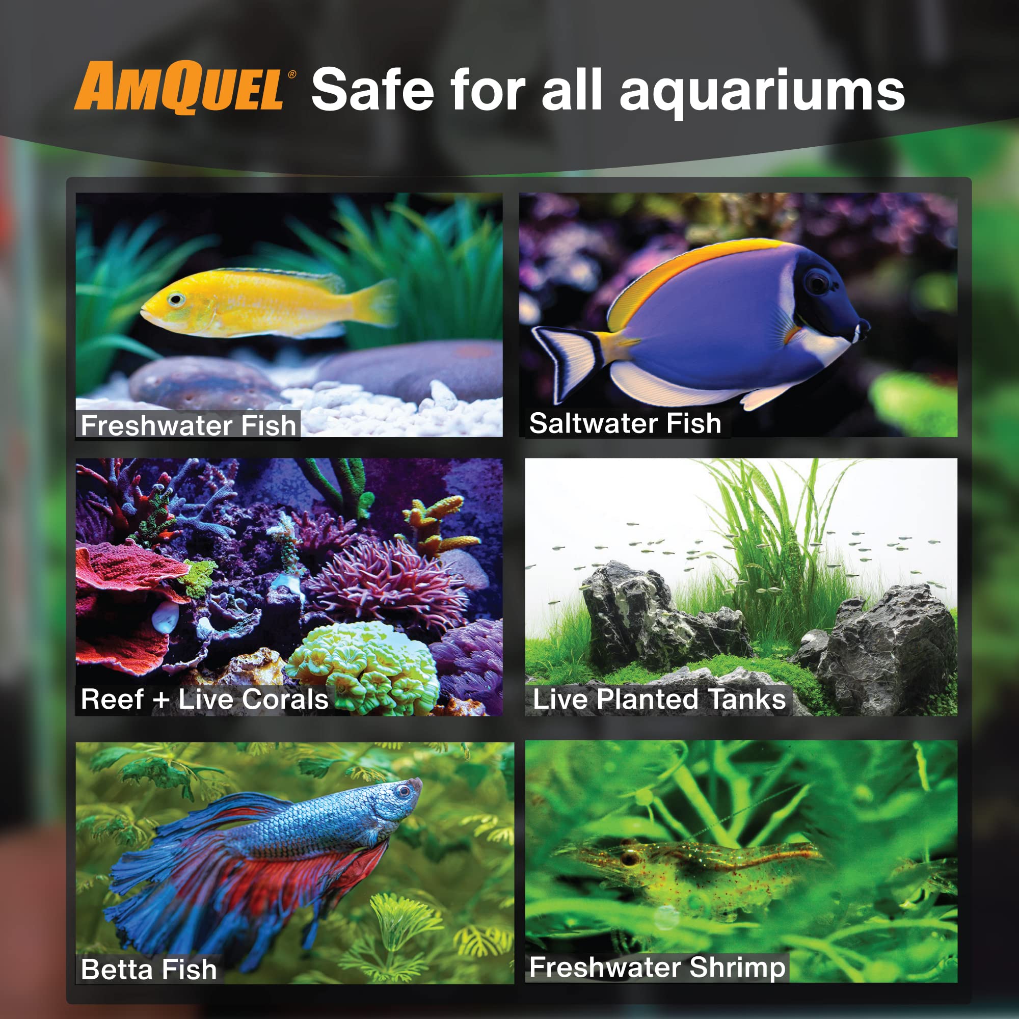 Kordon #31275 Amquel Ammonia Control & Detoxifies Chloramine For Aquarium, 5-Gallon