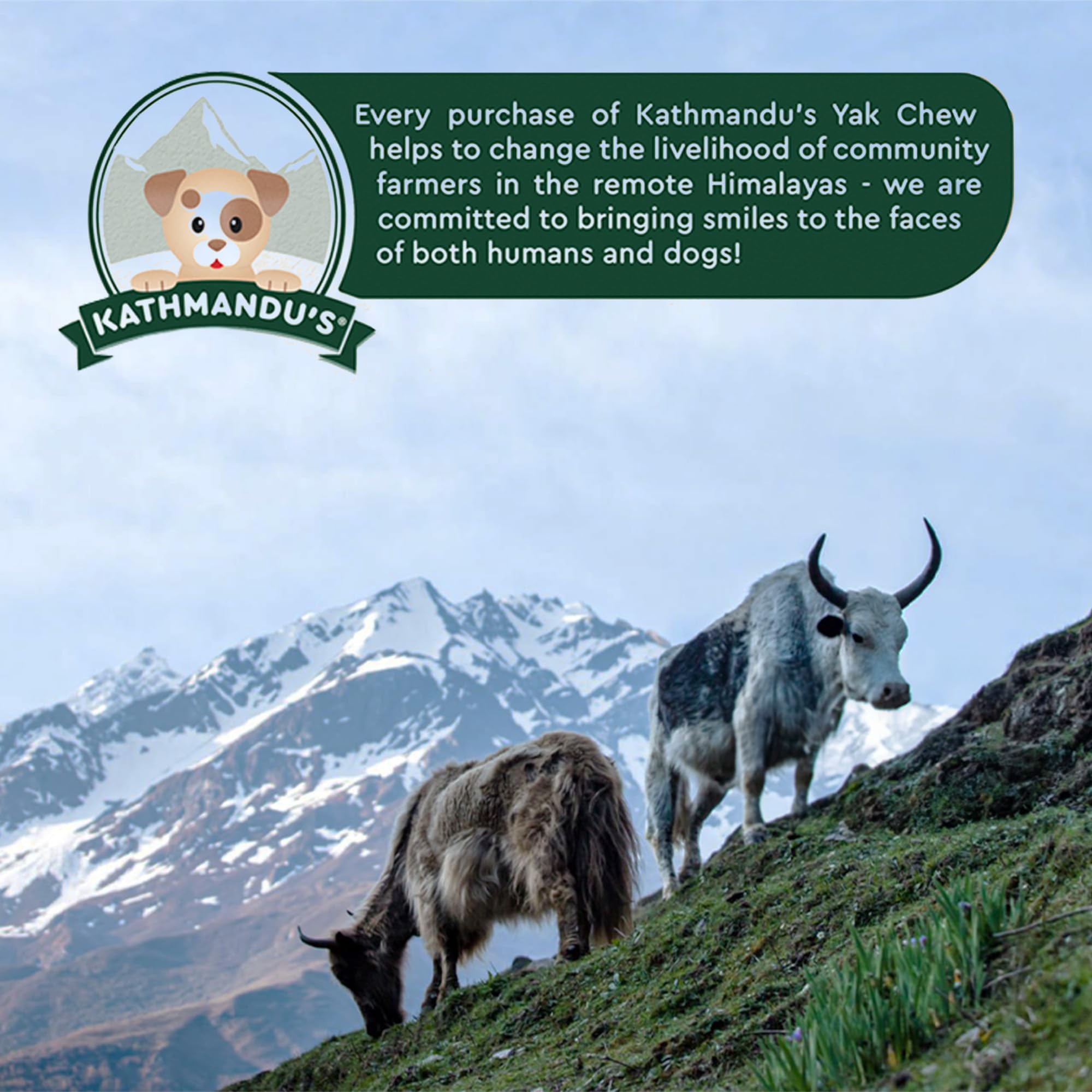 Authentic Himalayan Yak Cheese for Dogs - XLarge (Pack of 2) - Sourced from Pristine Himalayan Foothill, Rawhide-Free, NO preser