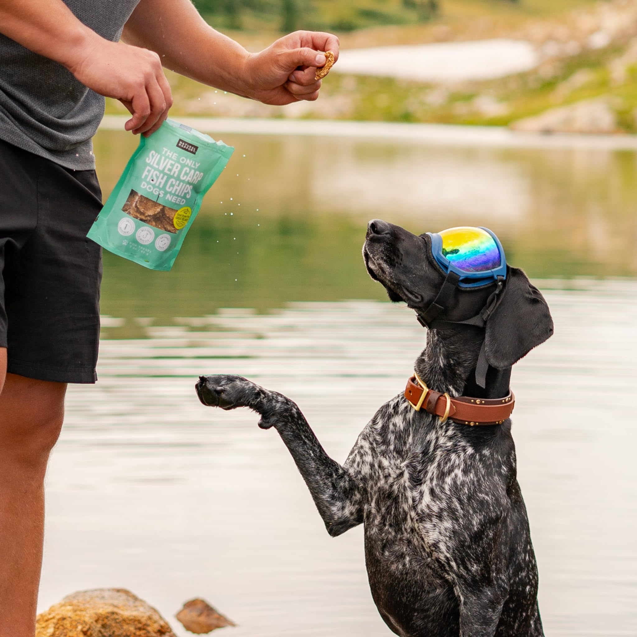 Natural Rapport Dehydrated Fish Dog Treats - The Only Silver Carp Fish Chips Dogs Need - All Natural Dog Treats for Small and La