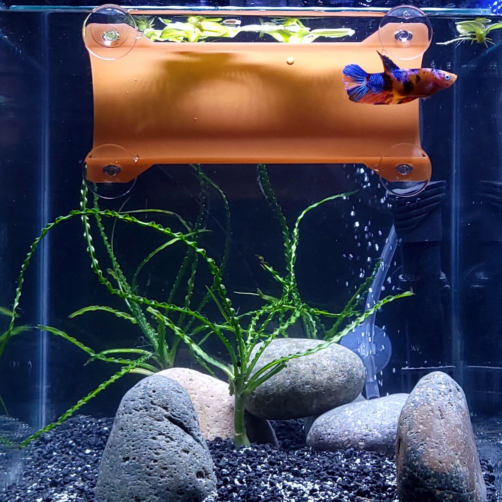 Seeshelter Brand Betta Tunnel (Translucent Terracotta)