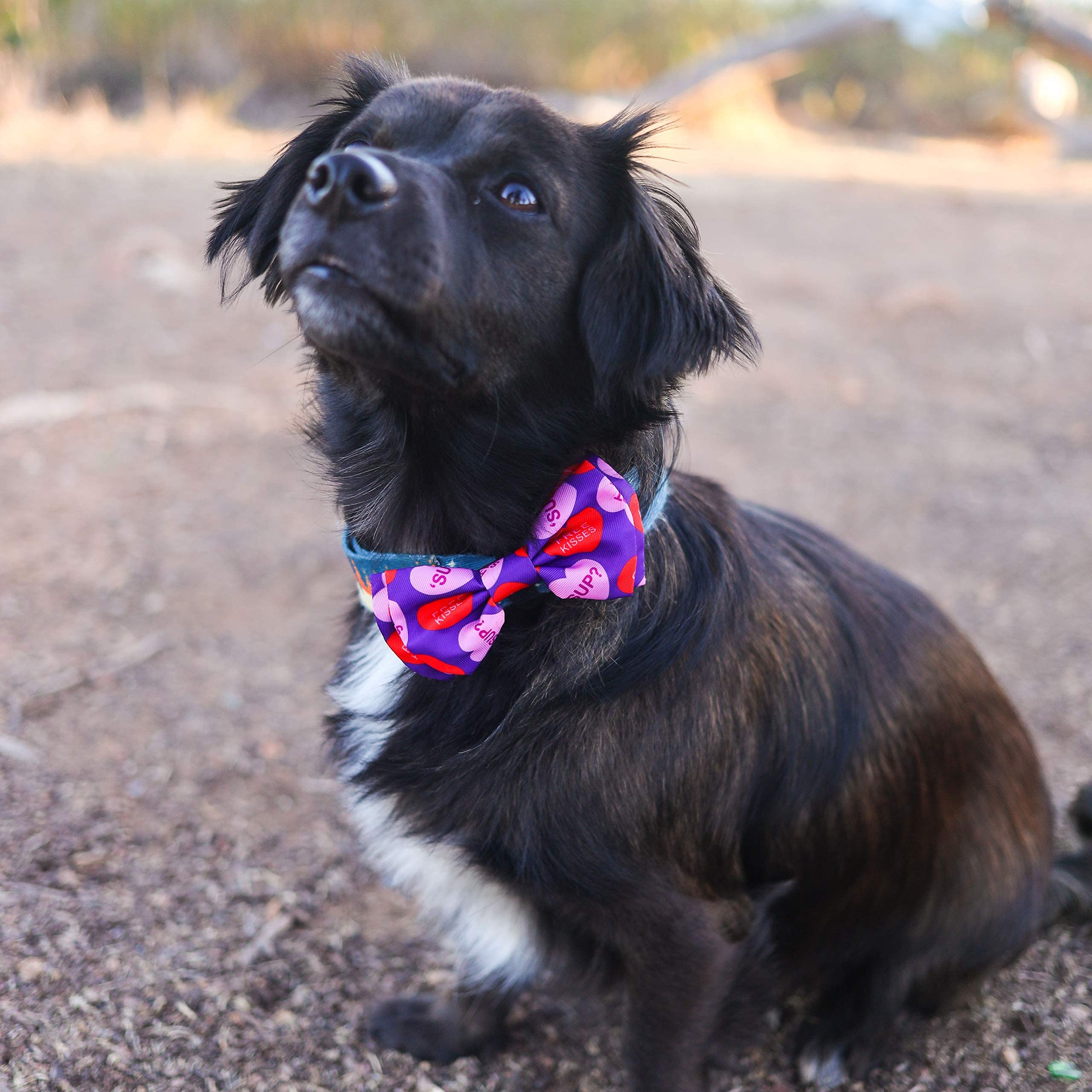 Huxley & Kent Bow Tie For Pets - Convo Hearts (Small) - Valentine'S Day Bow Tie Collar Attachment - Fun Bow Ties For Dogs & Cats