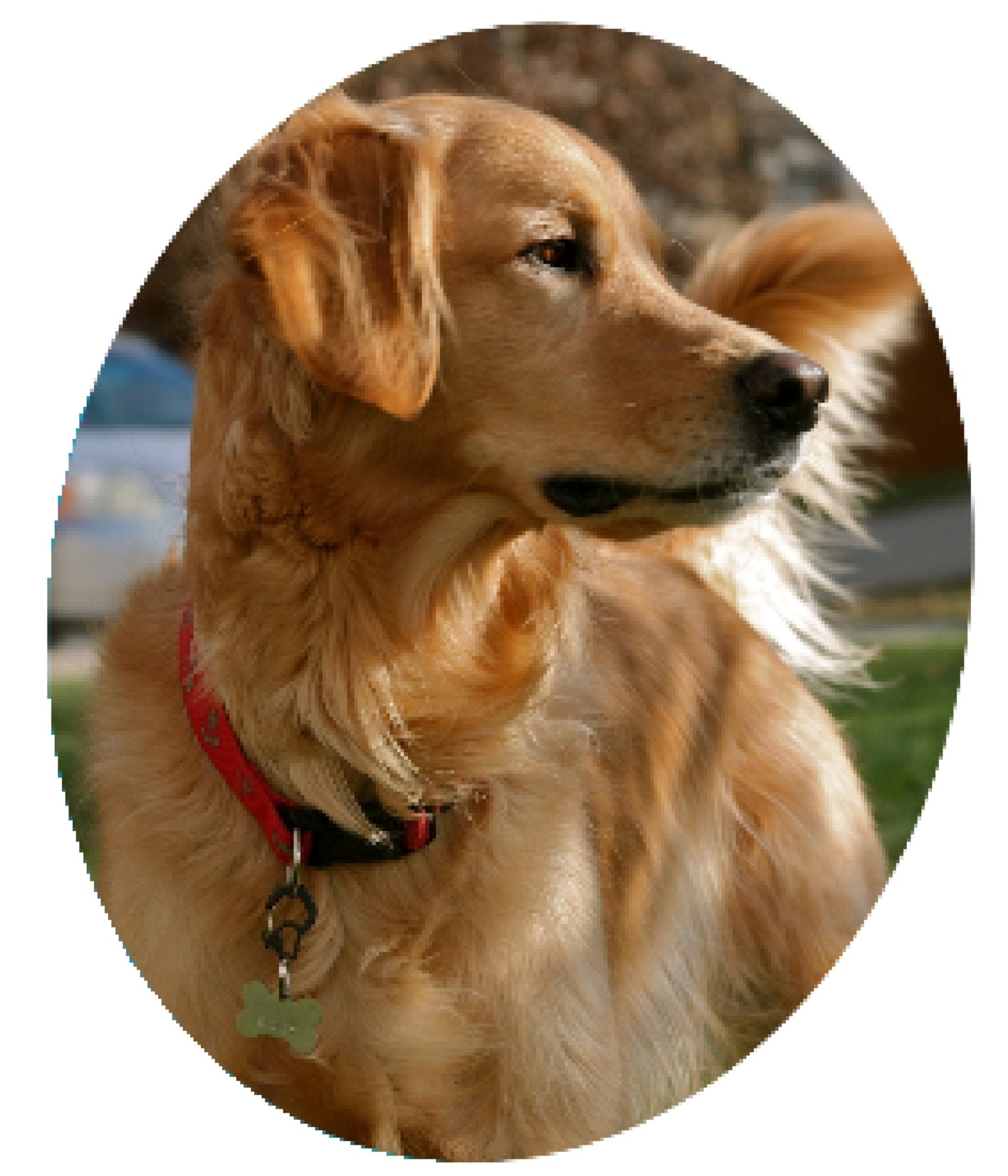 Medium Curve Aluminum Dog Tag Clip - Red