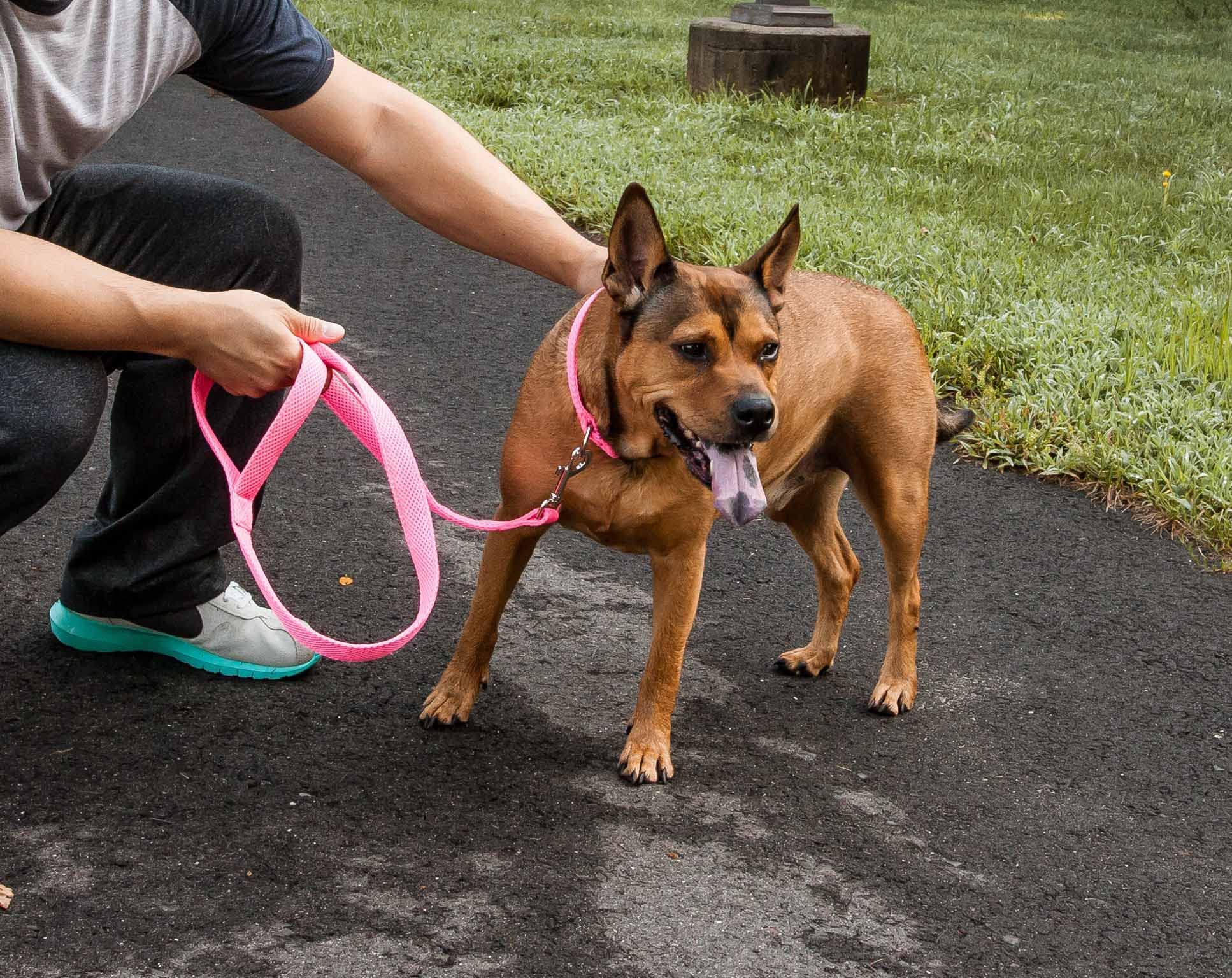 Pet Life ® 'Aero Mesh' 360 Degree Dual Sided Comfortable And Breathable Adjustable Fashion Mesh Dog Collar And Dog Leash For Small Medium And Large Dogs