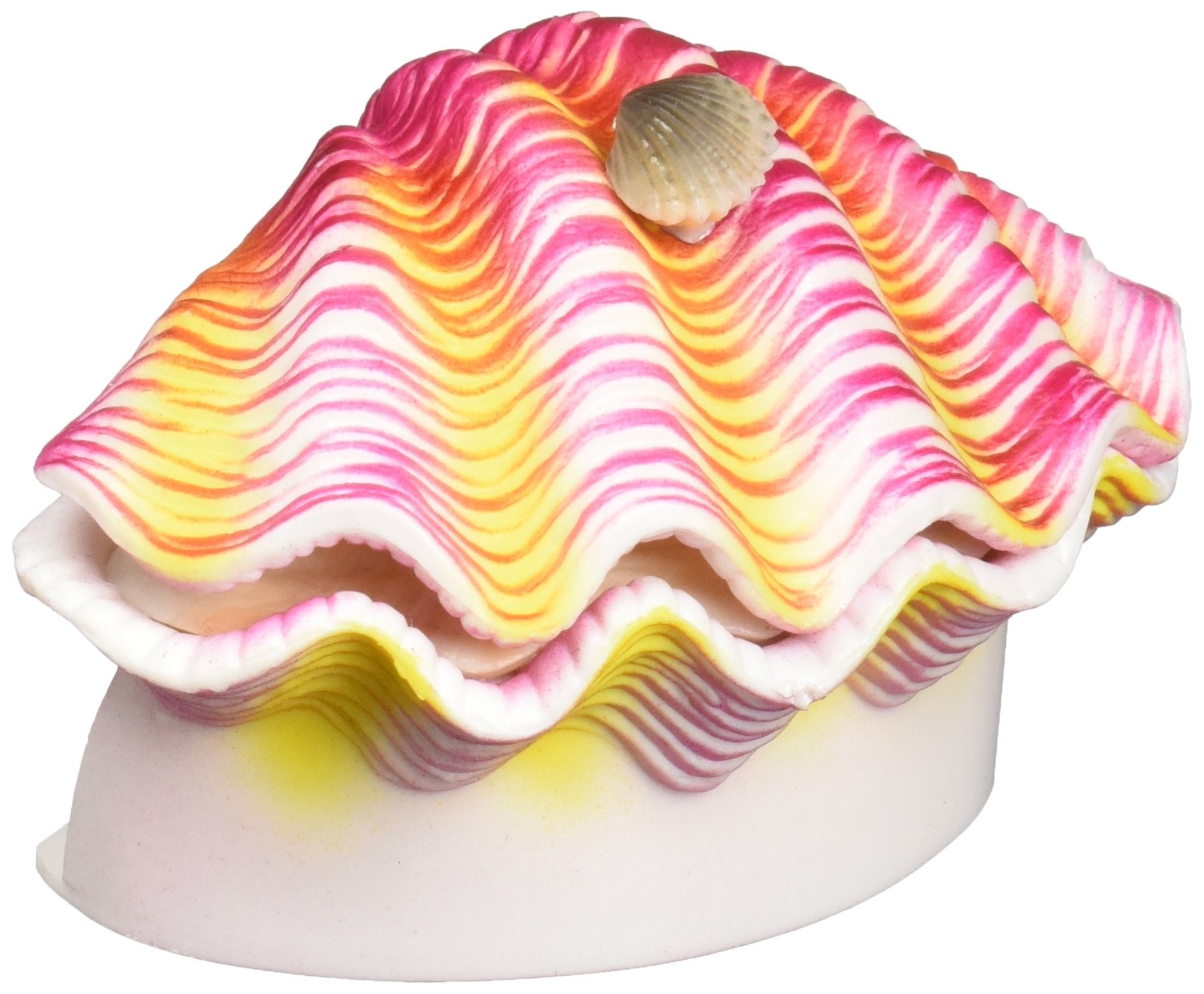 Penn-Plax Tropical Clam
