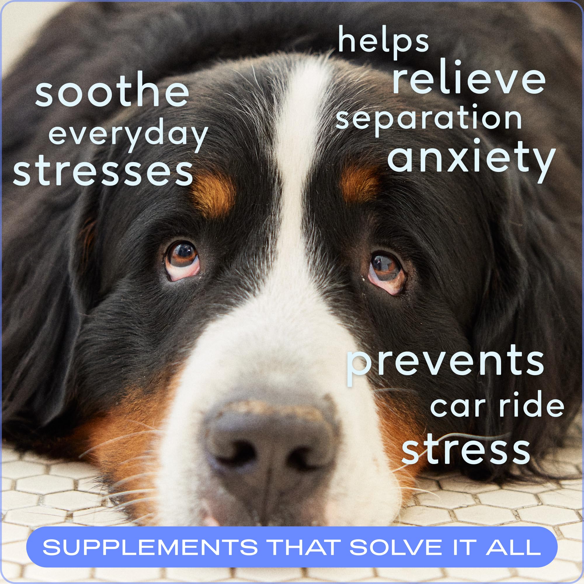 Native Pet Dog Calming Chews - Natural Calming Dog Treats Made with Melatonin for Dogs - Functional Dog Melatonin Chews with Rea