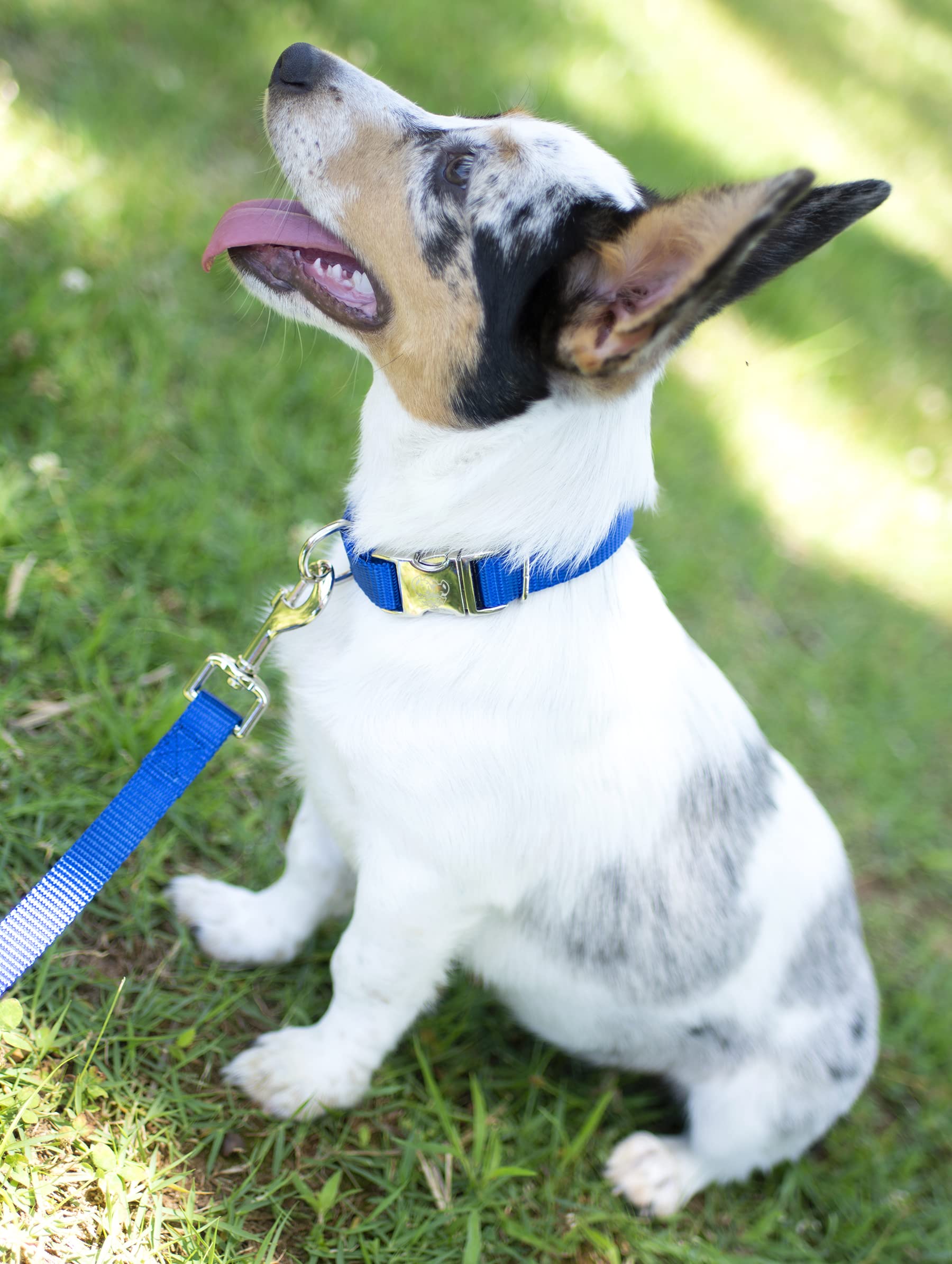 Country Brook Design - Vibrant 30+ Color Selection - Premium Nylon Dog Collar With Metal Buckle (Large, 1 Inch, Bright Royal Blu