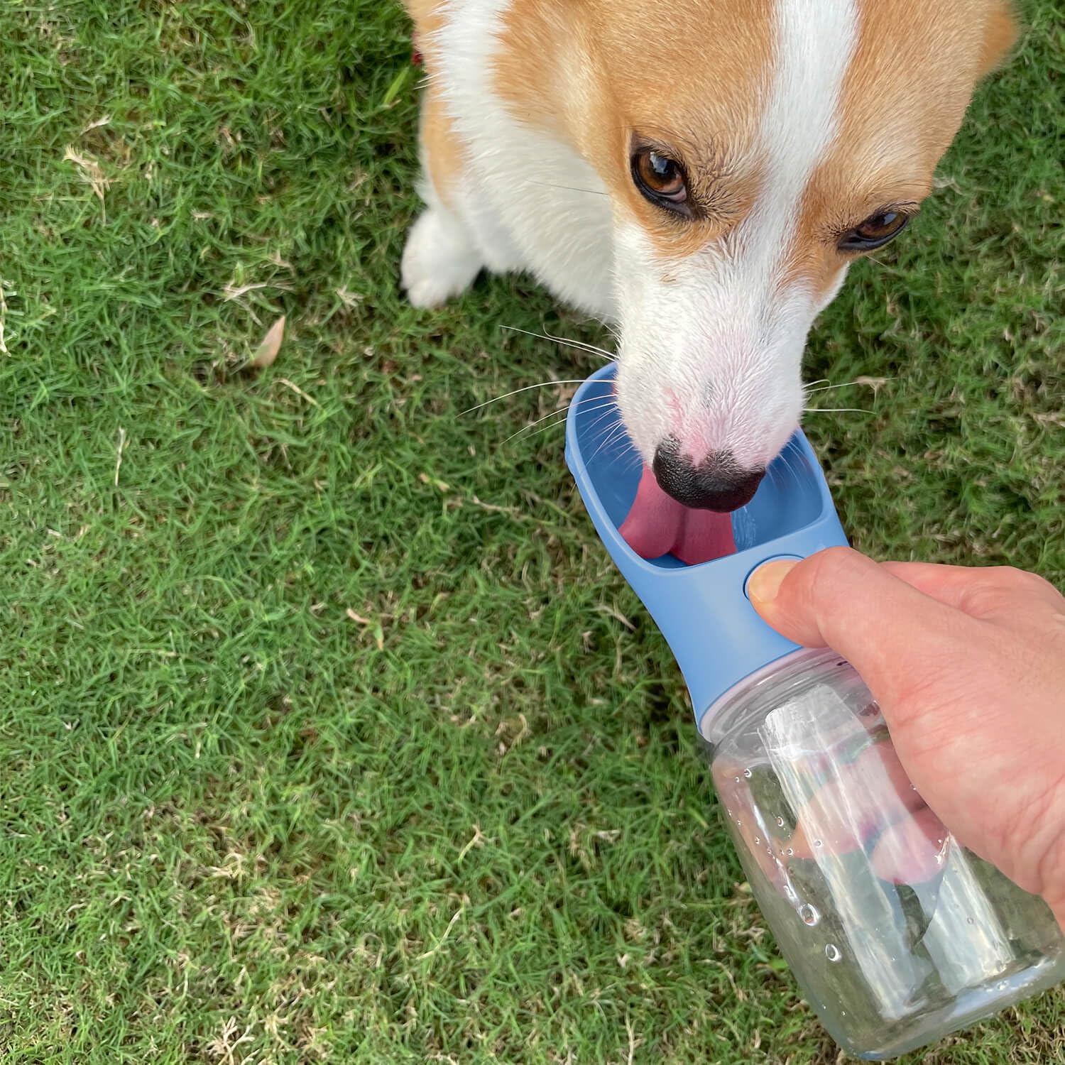 Wepet Portable Dog Water Bottle, 25 Oz, Leak Proof Puppy Water Dispenser With Drinking Feeder For Pets Outdoor Walking, Hiking,