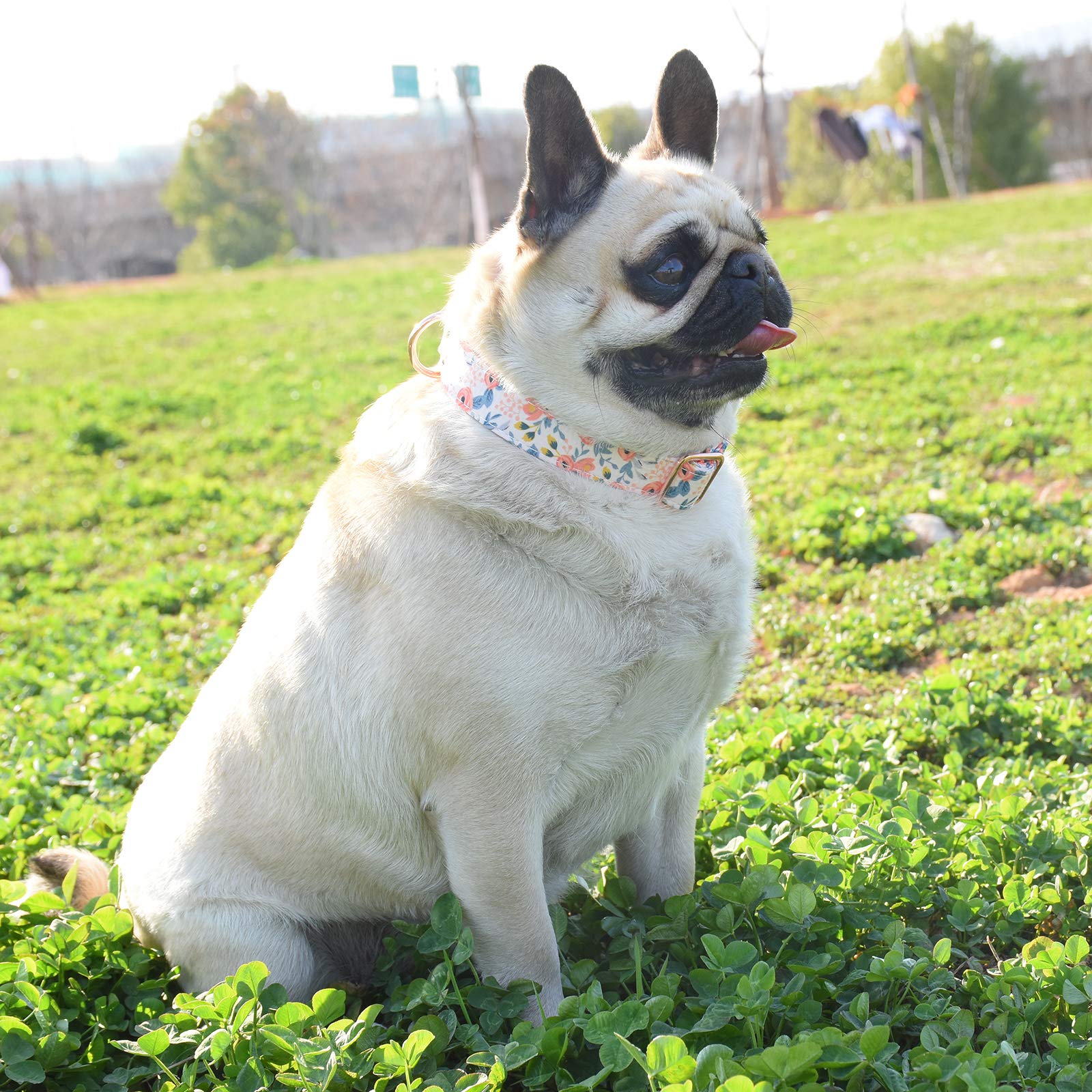 Metal Buckle Dog Collar, Durable Adjustable Dog Collar Soft for Small Medium Large Dogs (M(13-18in), Flower3)