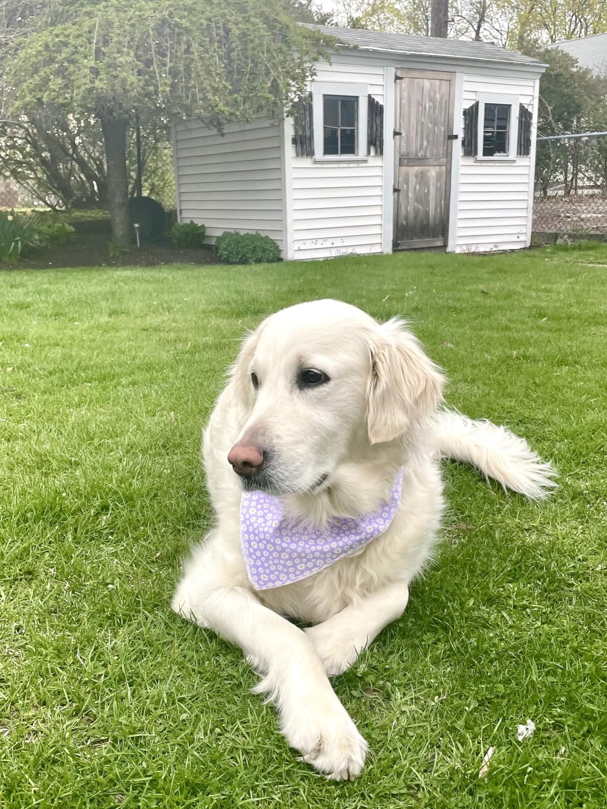 Lionet Paws Spring Daisy Dog Bandana Washable Cotton Handkerchief Scarf Triangle Bandana for Small Medium Large Dogs Girl Boy