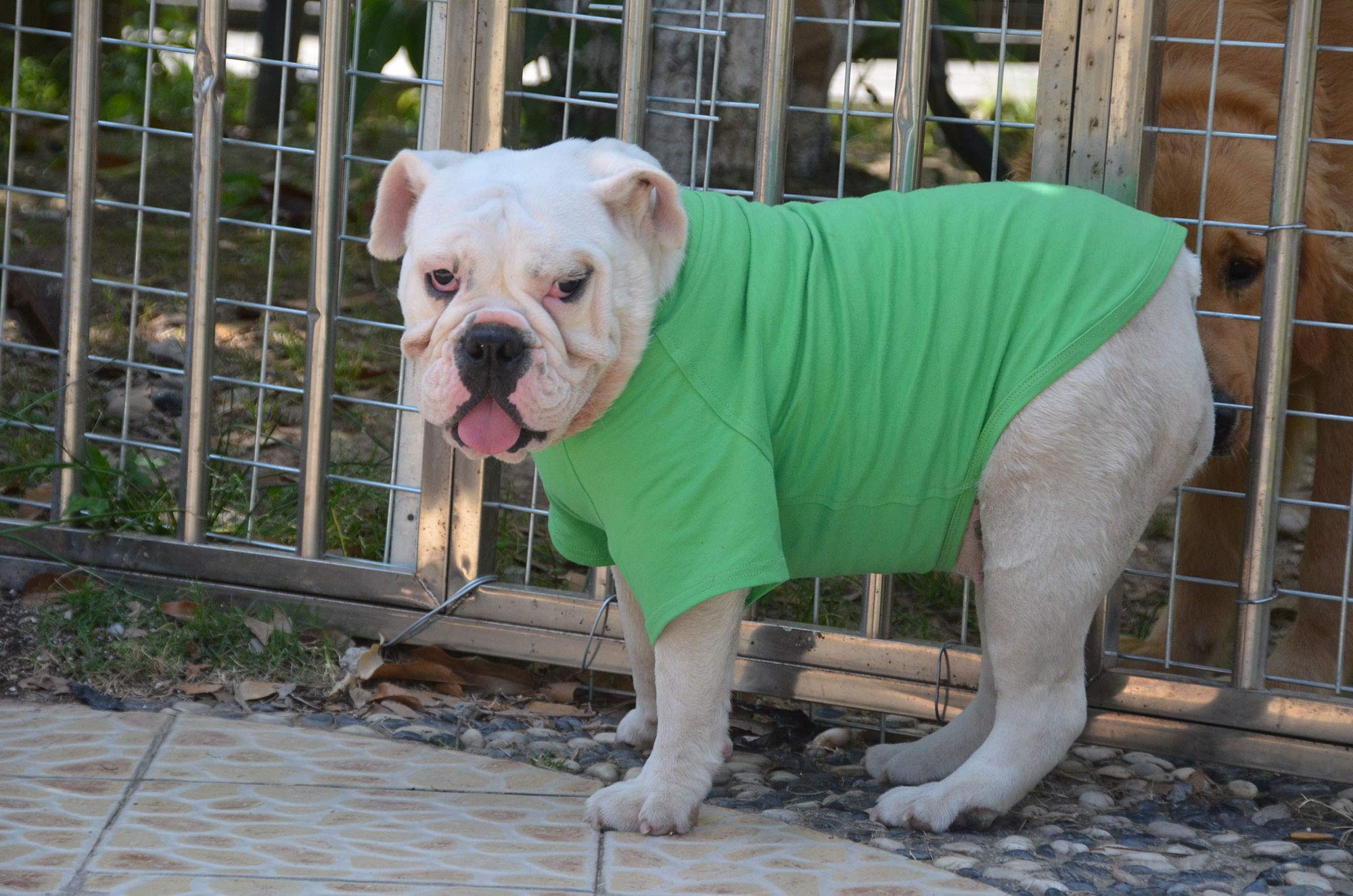 Lovelonglong Bulldog Clothes Dog Clothing Blank T-Shirt Tee Shirts For French Bulldog English Bulldog American Pit Bull Pugs 100% Cotton Skin Care Green B-L