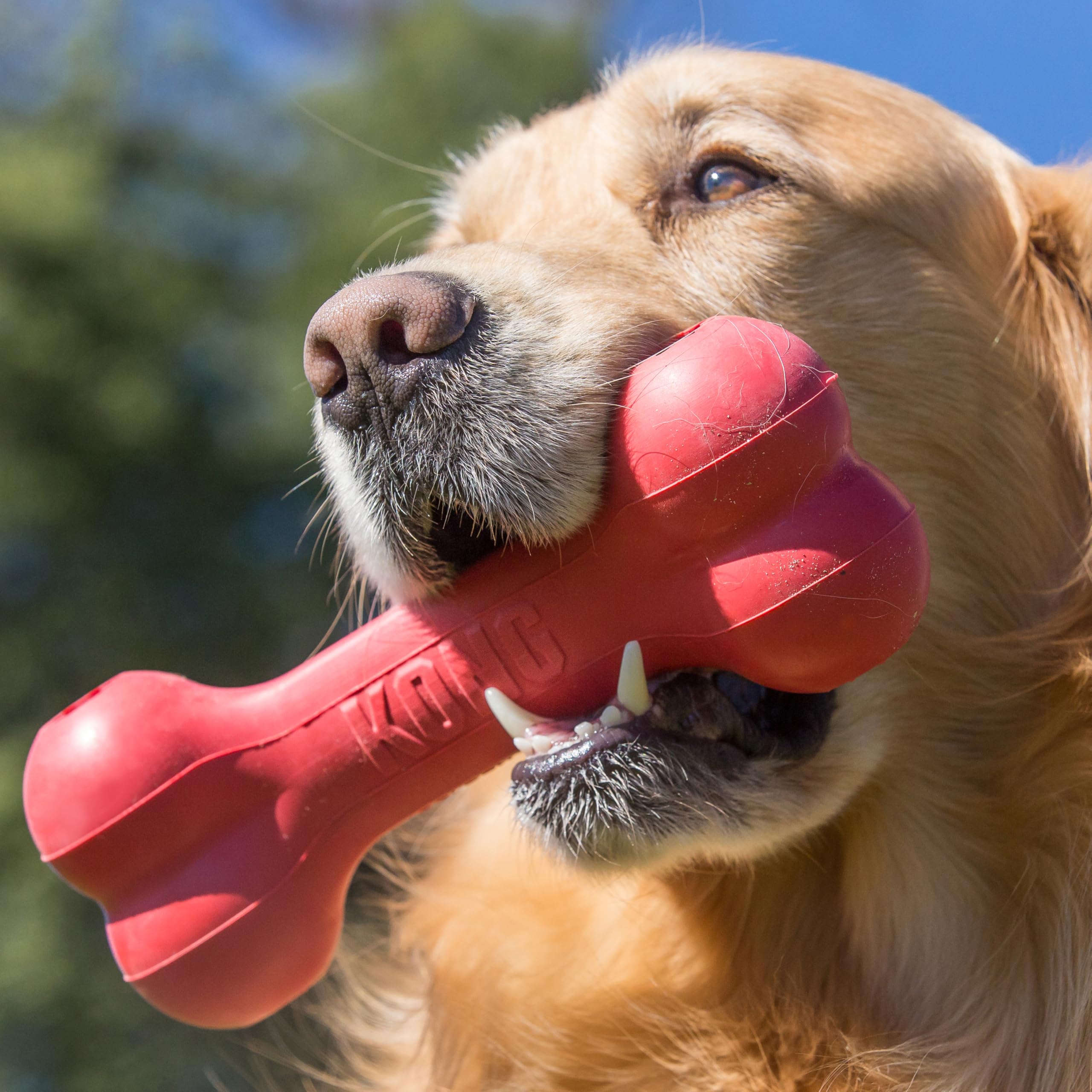 KONG Goodie Bone - Classic Durable Natural Rubber Dog Bone, Supports Mental Engagement - Treat Dispensing - Red - for Extra Larg