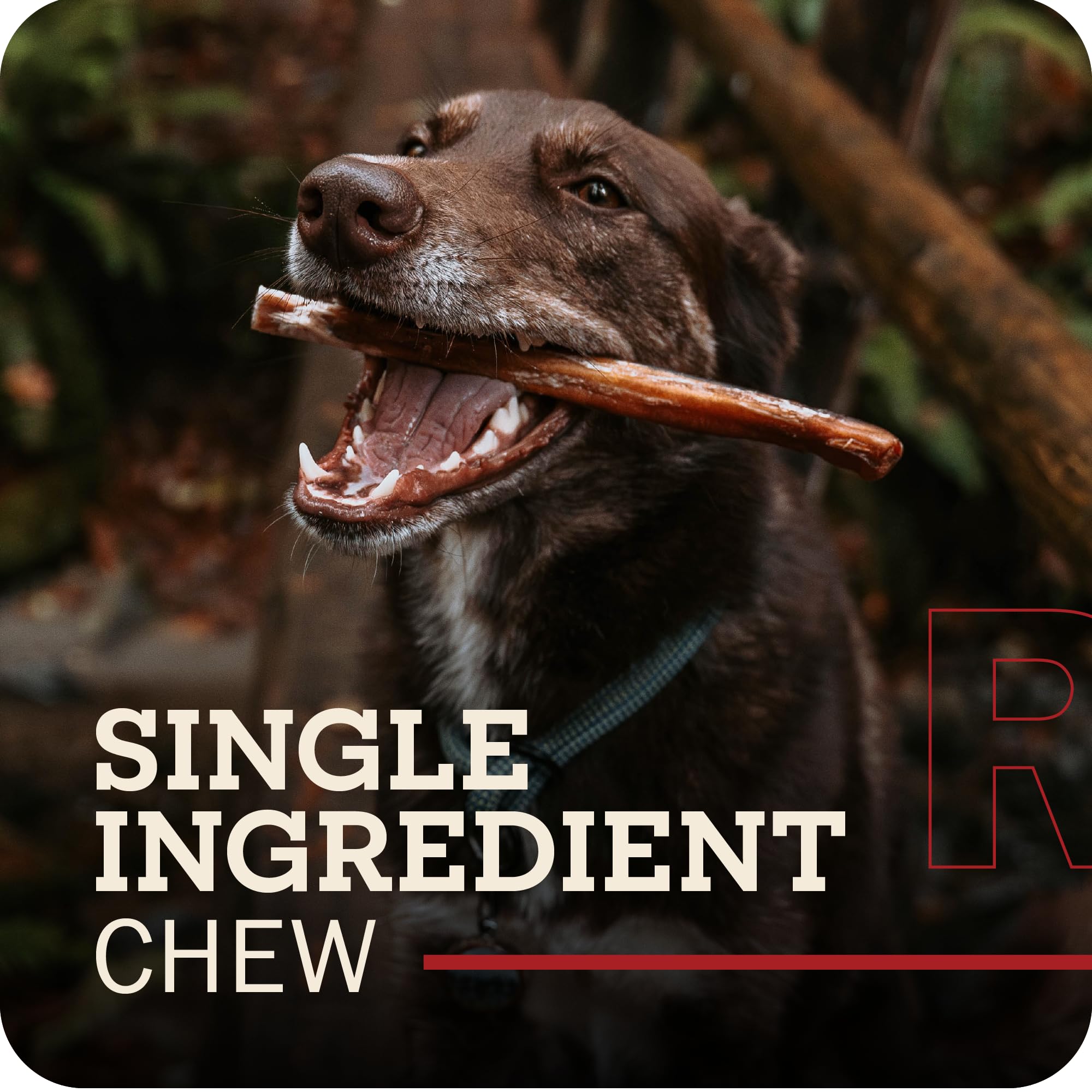 Redbarn Pet Products All-Natural 12 Braided Bully Sticks for Dogs - Premium Grain-Free & Rawhide-Free Single Ingredient Long Las