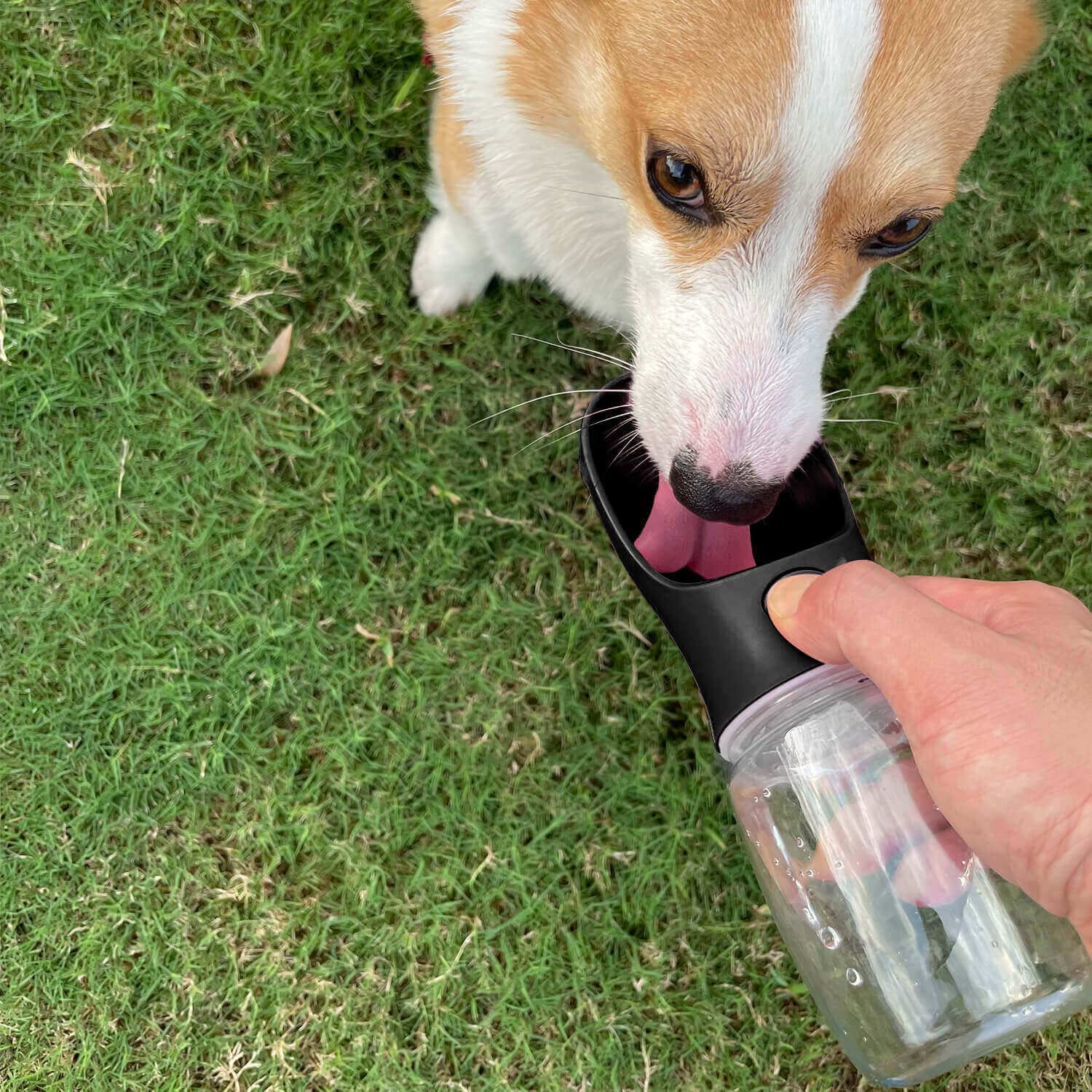WePet Portable Dog Water Bottle, 19 OZ, Leak Proof, Food Grade Plastic, Black