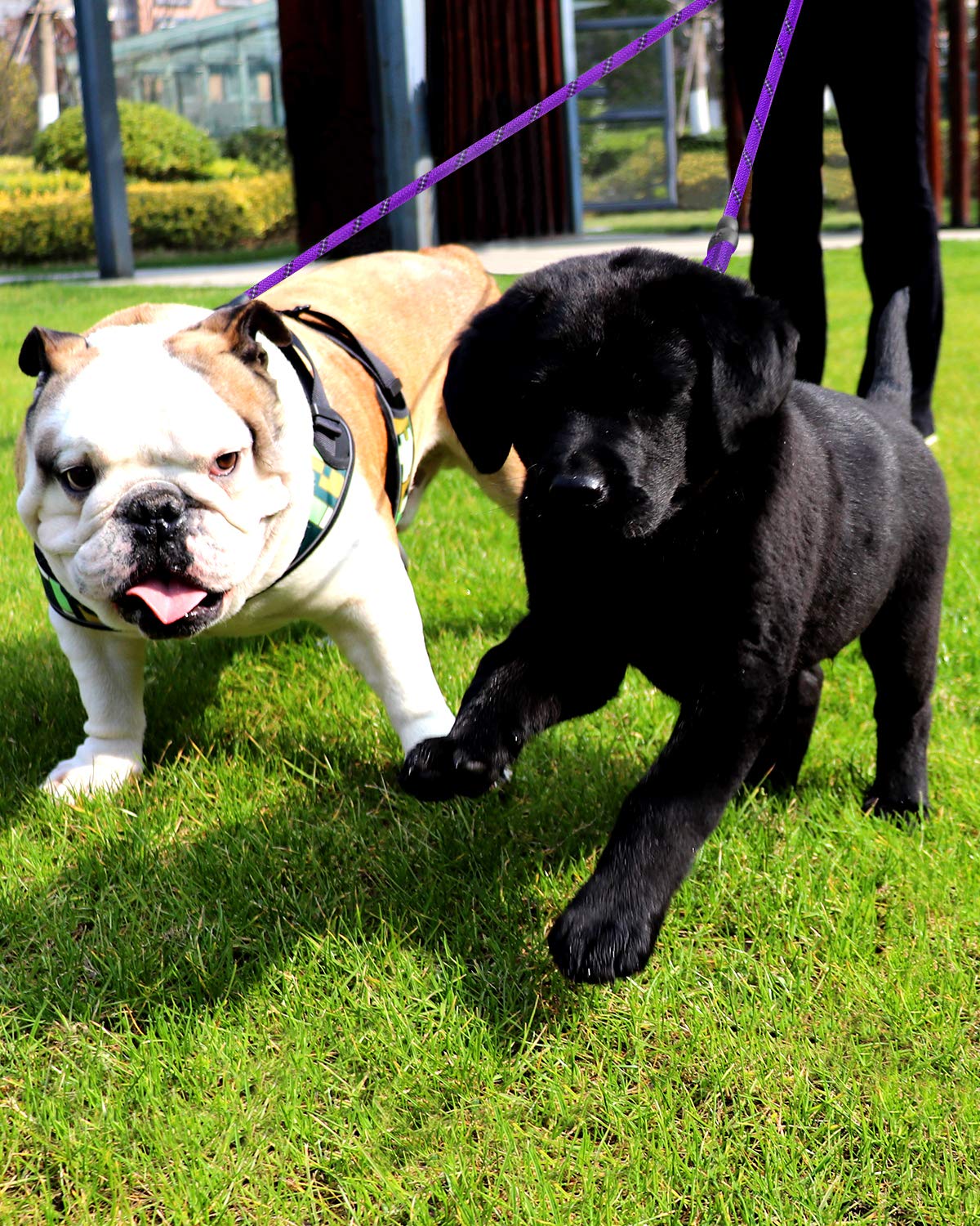 Taglory Double Dog Leash | Reflective Rope | No Tangle | Double Leash For Two Dogs | Puppy Small Medium Breeds | Purple