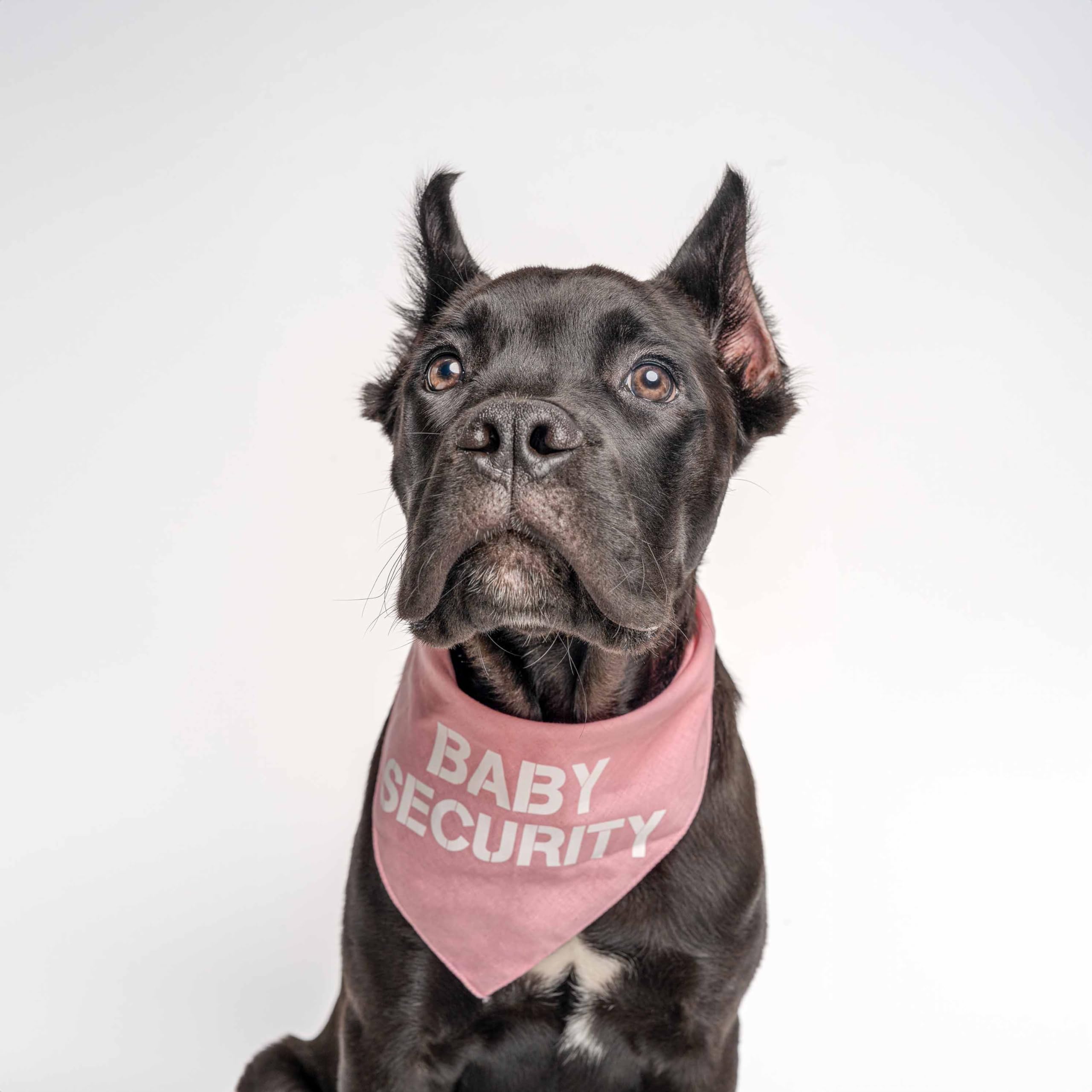 Baby Security Dog Bandana | 100% Cotton Adjustable Triangle | Made In Usa | New Baby | Pregnancy Announcement Photoshoot Prop |