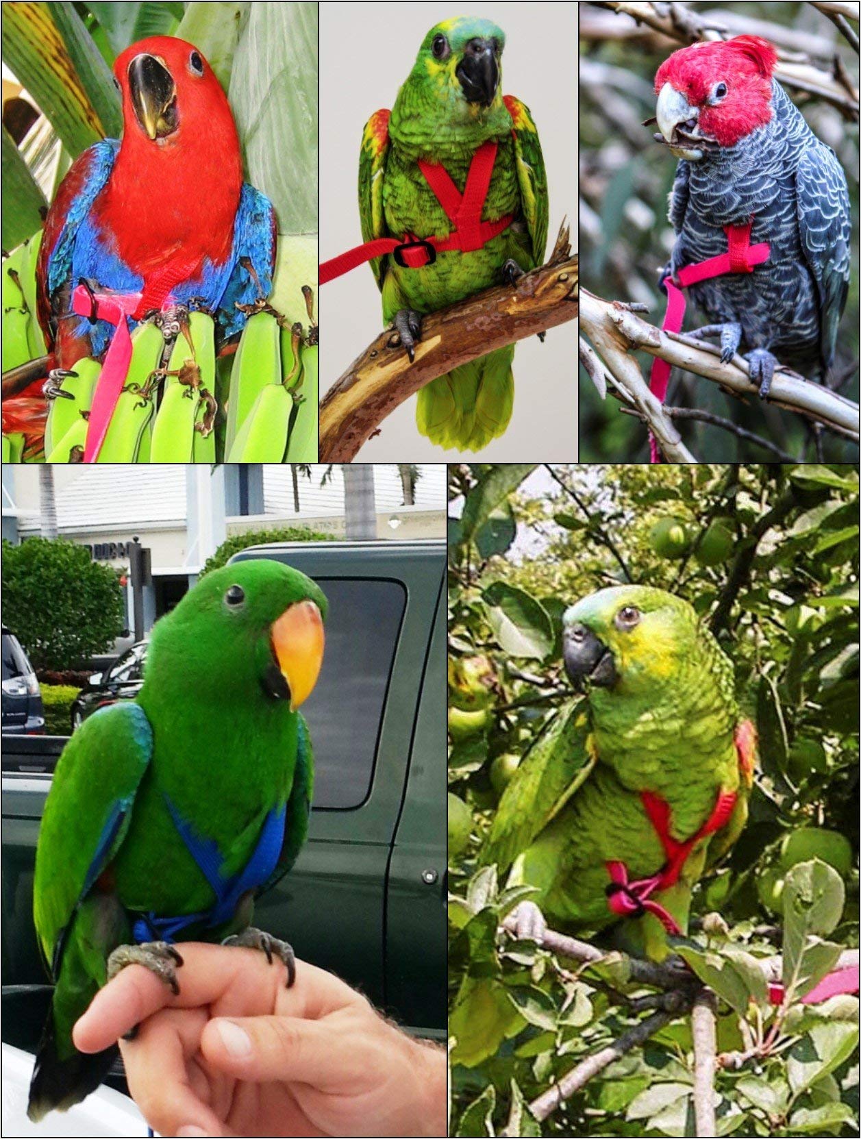 The Aviator Pet Bird Harness And Leash: Medium Silver