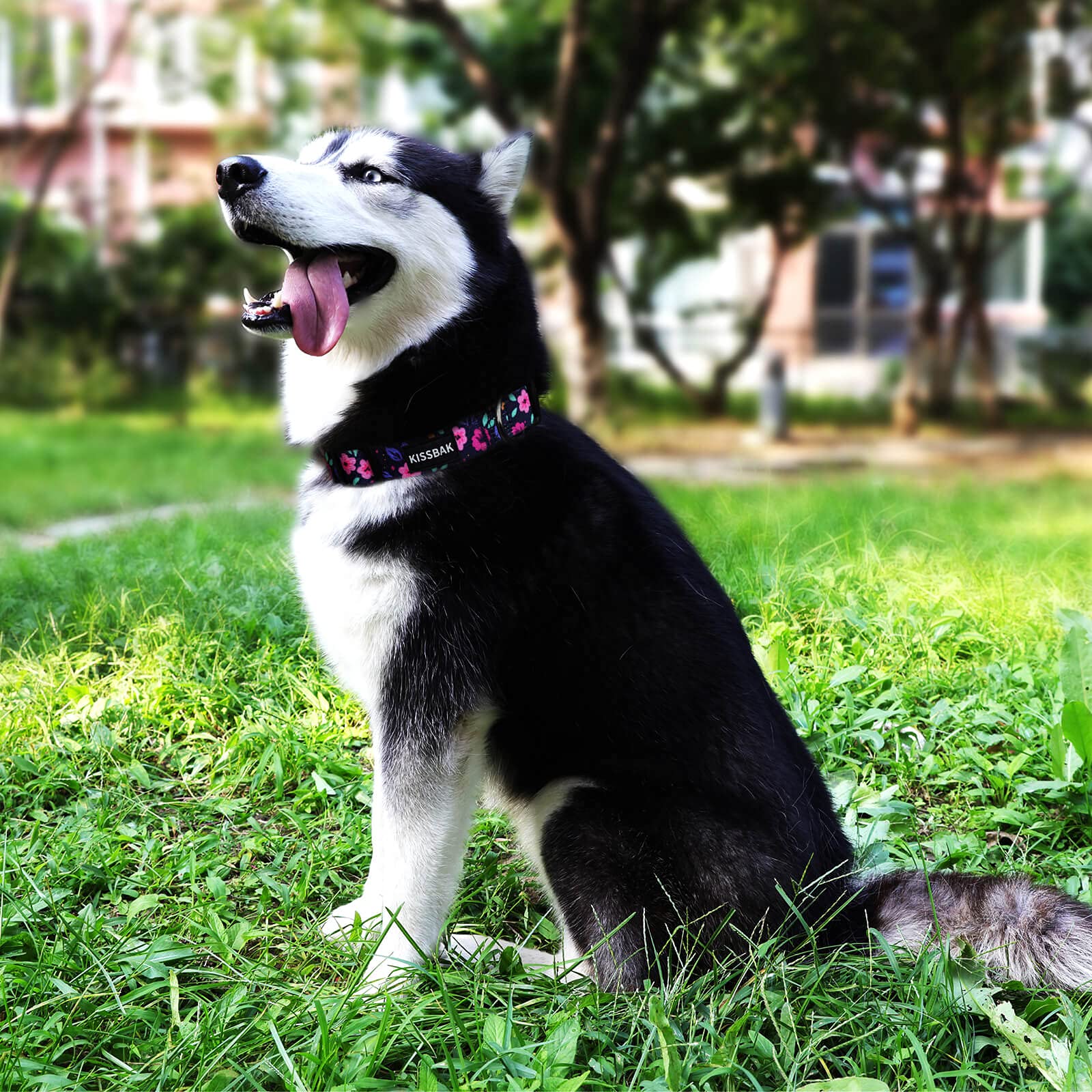 KISSBAK Dog Collar for Small Dogs, Soft Adjustable Floral Polyester, S Size, Model DCQ2101