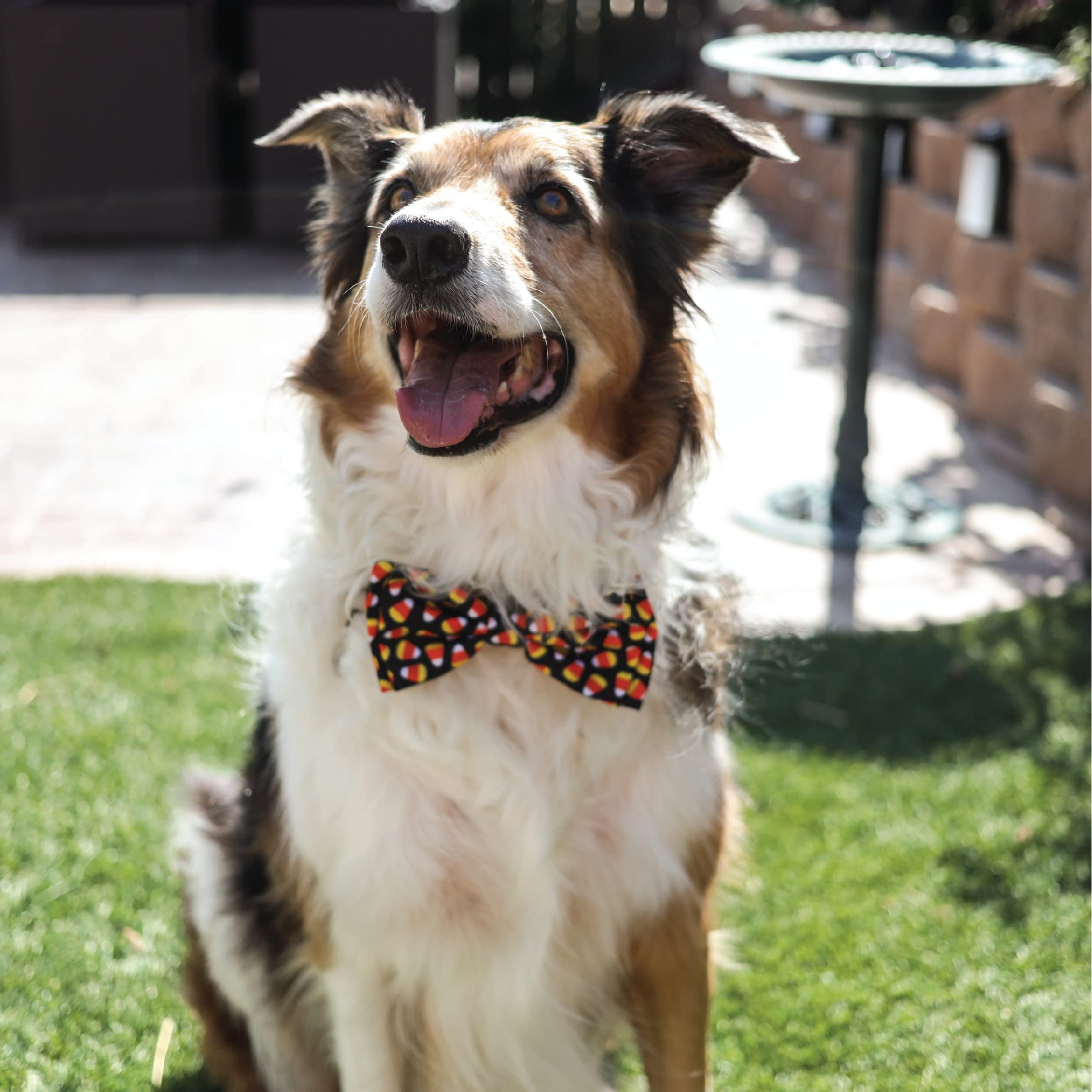 Huxley & Kent Bow Tie For Pets | Candy Corn (Large) | Halloween Bow Tie Collar Attachment | Fun Bow Ties For Dogs & Cats | Cute, Comfortable, And Durable | H&K Bow Tie