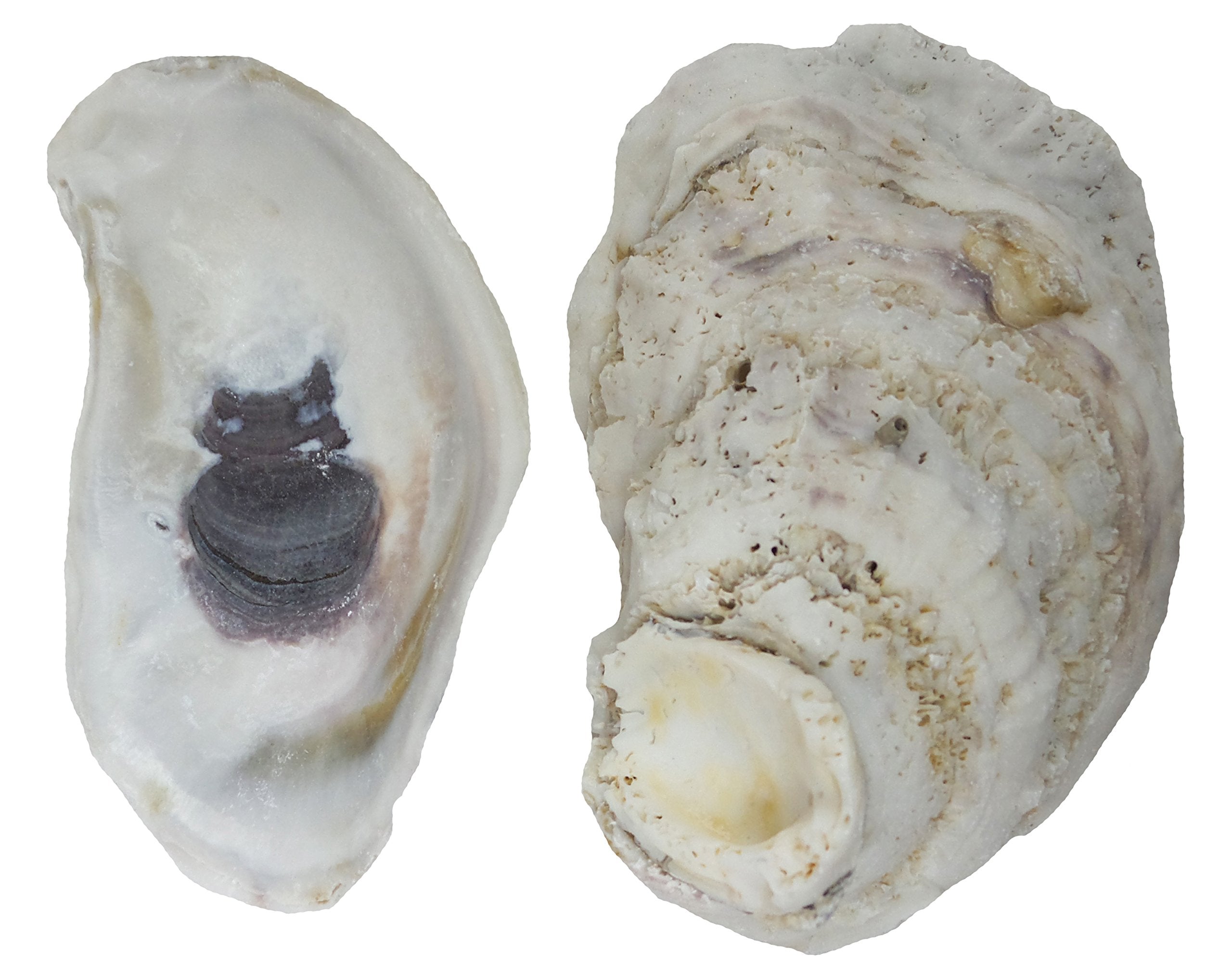 U.S. Shell, Oyster Shells, 4 To 5 Inches, 3.75'-5', 20 Count