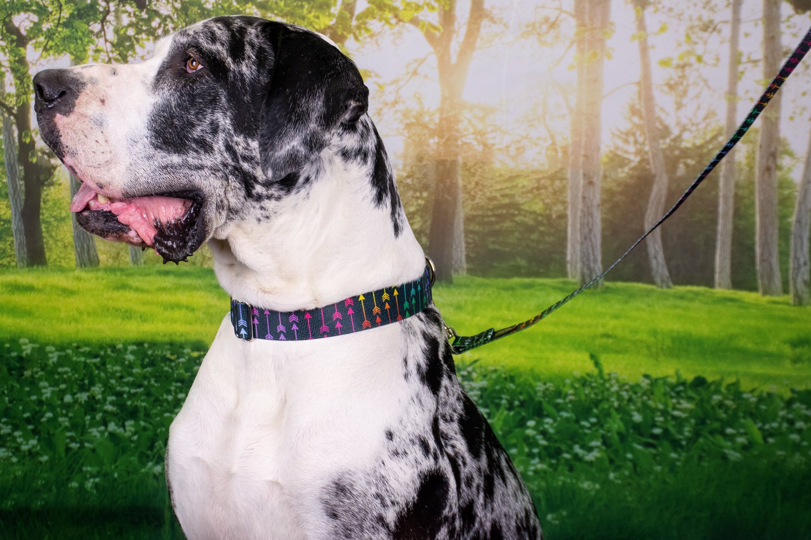 Country Brook Petz - Deluxe Colorful Arrows Dog Collar - Made In The U.S.A. - Chevron And Arrows Collection Featuring Linear Des