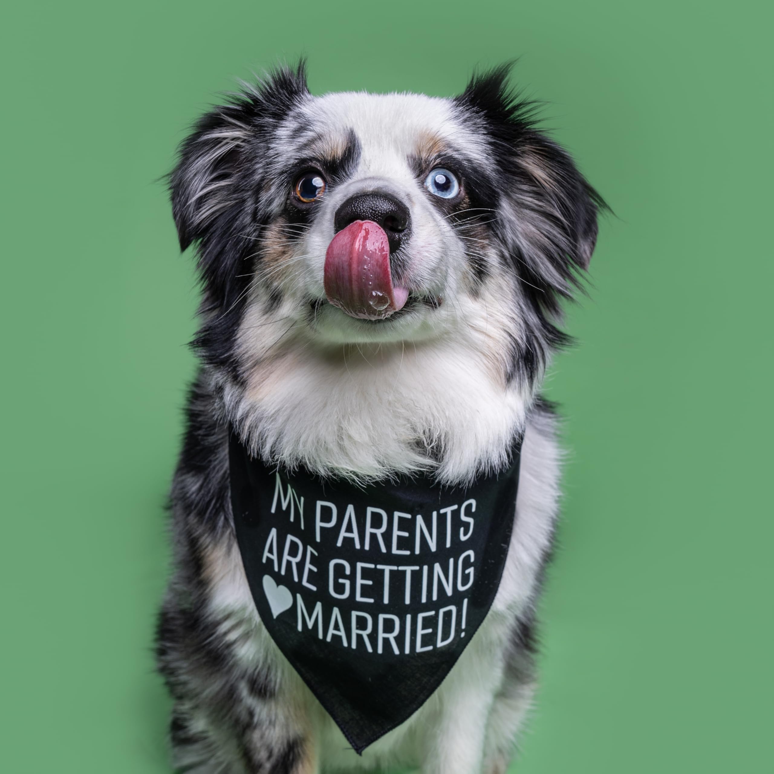My Parents Are Getting Married Printed Dog Bandana (Assorted Colors)