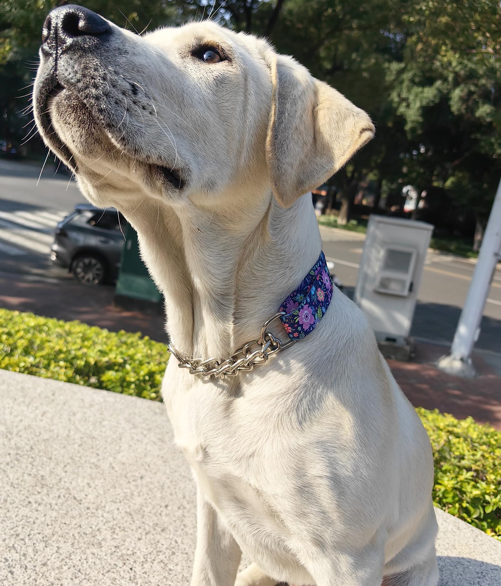 Martingale Collar For Dogs With Nylon & Steel Chain Limited Cinch Design, Bohemia Floral No Choke Dog Collar, Adjustable No Pull