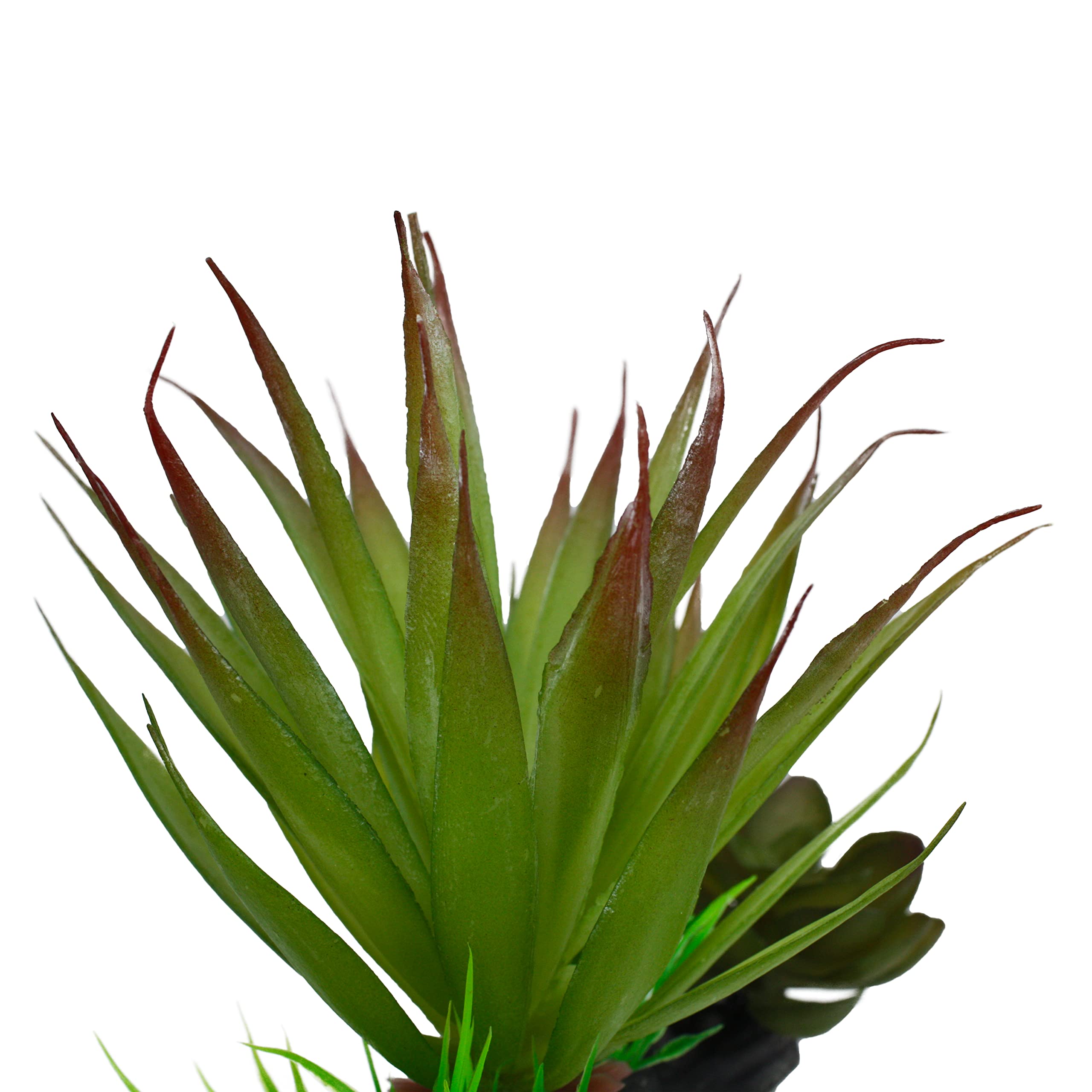 Multi Pet 48593312: Komodo Succulent Plant