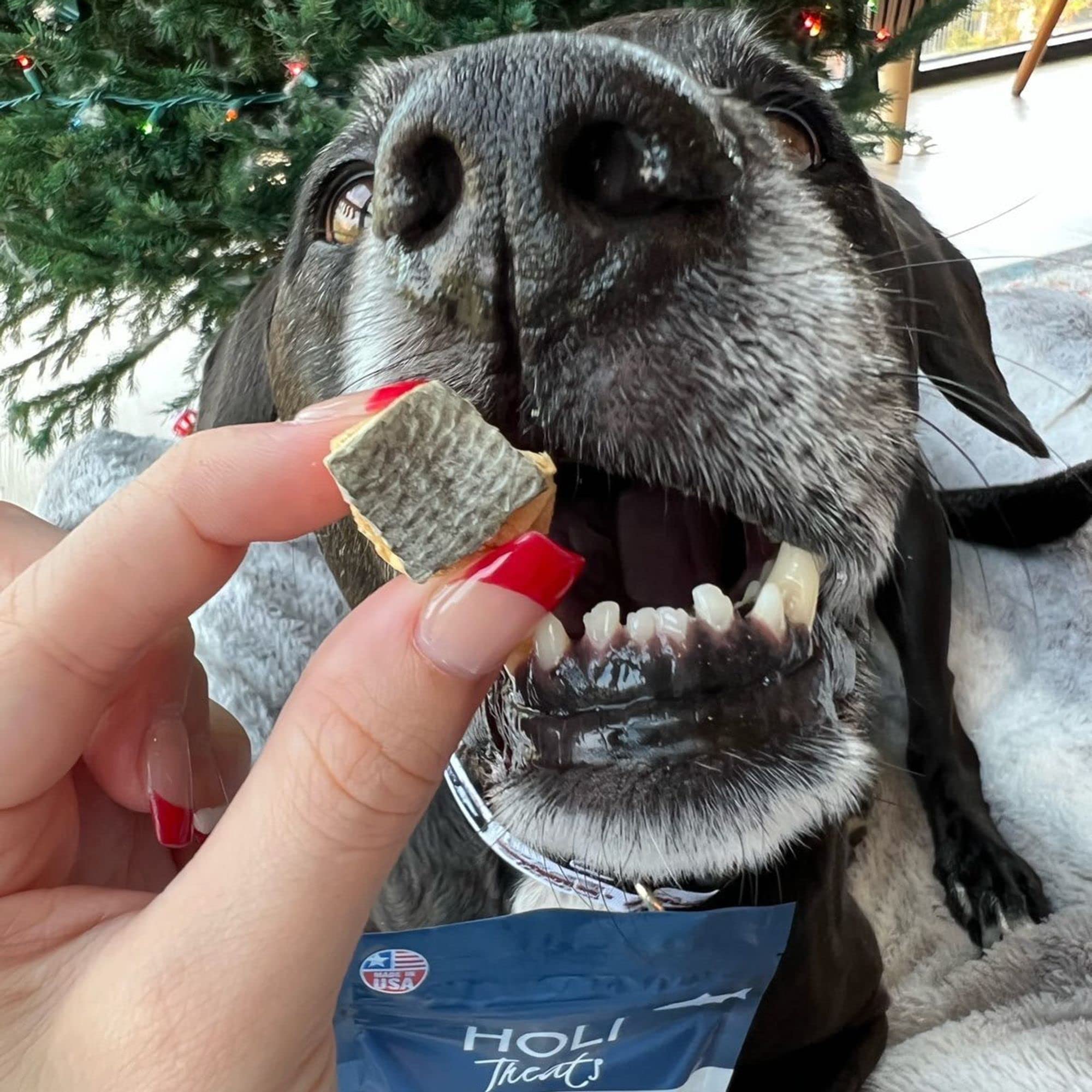 HOLI Freeze Dried Salmon Dog Treats - with Omega 3 and 6 Fish Oil - All Natural Dog Treats - Human Grade - Wild Caught Skin on S