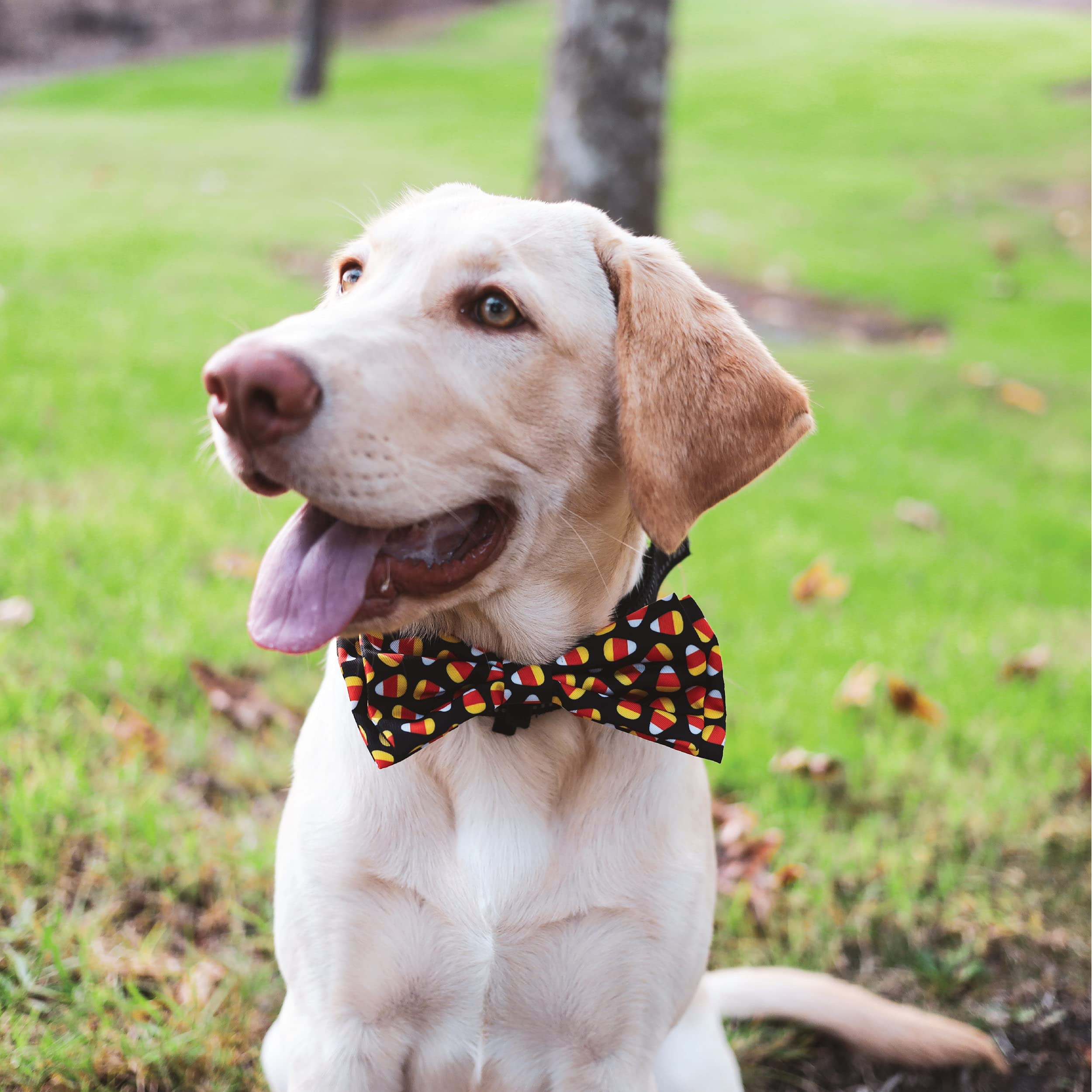 Huxley & Kent Bow Tie For Pets | Candy Corn (Large) | Halloween Bow Tie Collar Attachment | Fun Bow Ties For Dogs & Cats | Cute, Comfortable, And Durable | H&K Bow Tie