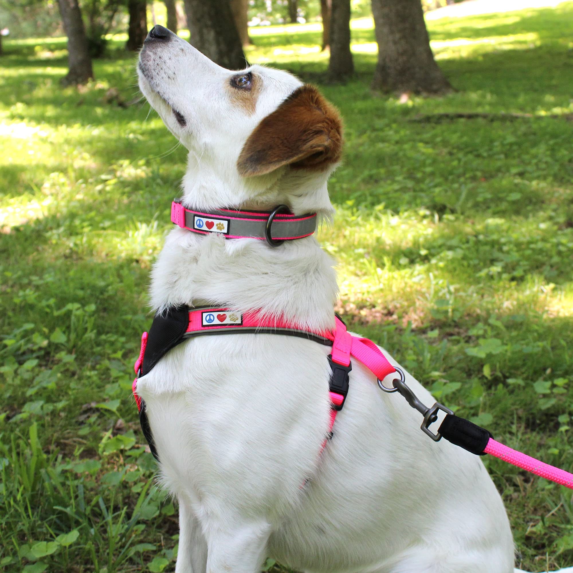 Pawtitas Lumberjack Padded Martingale Collar For Dogs | Soft Neoprene Dog Collar For Your Pet'S Comfort Made With Reflective Band For Maximum Visibility | Fits Small And Large Pets - Xs Red