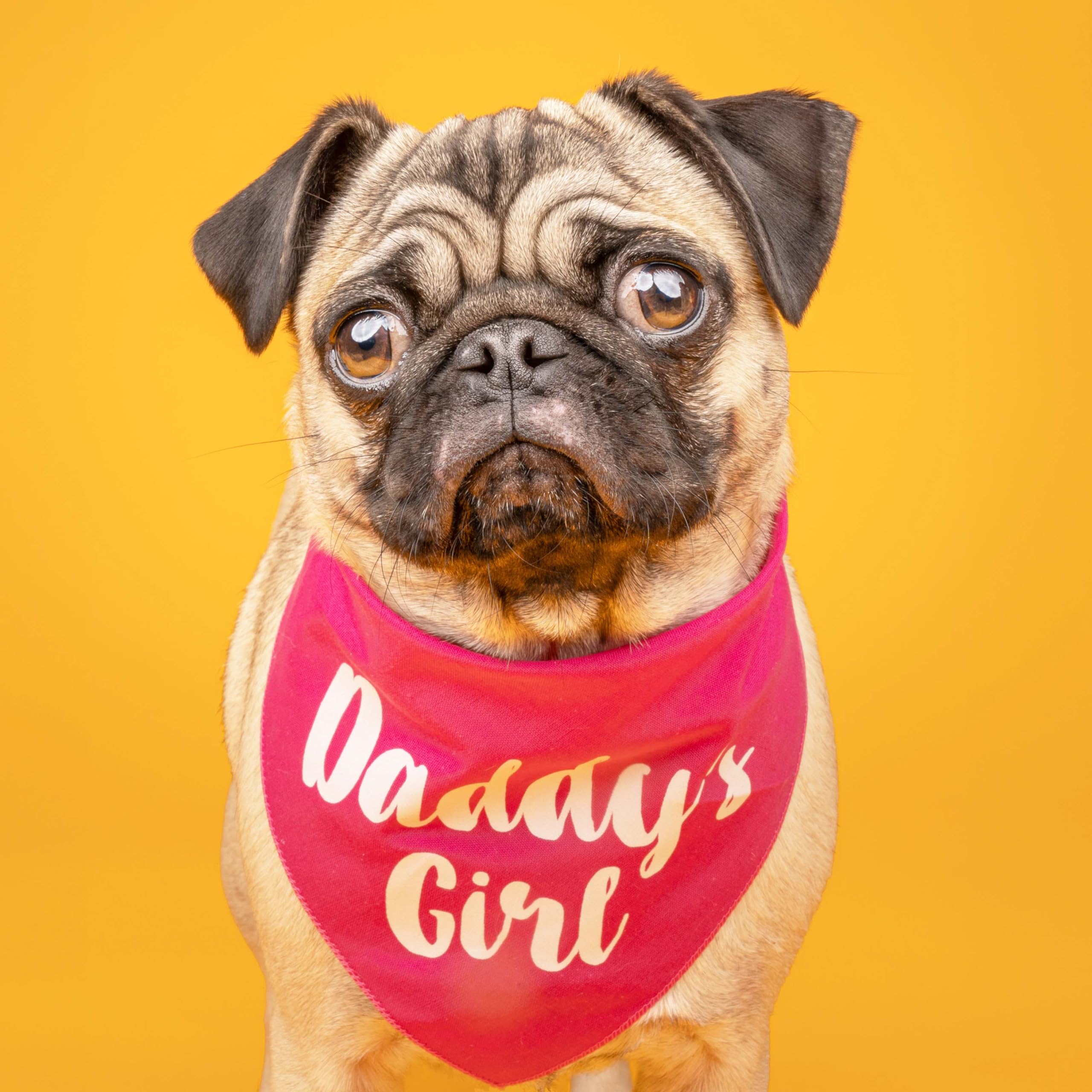 Daddy'S Girl Father'S Day Dog Bandana (Hot Pink, Xs 5)