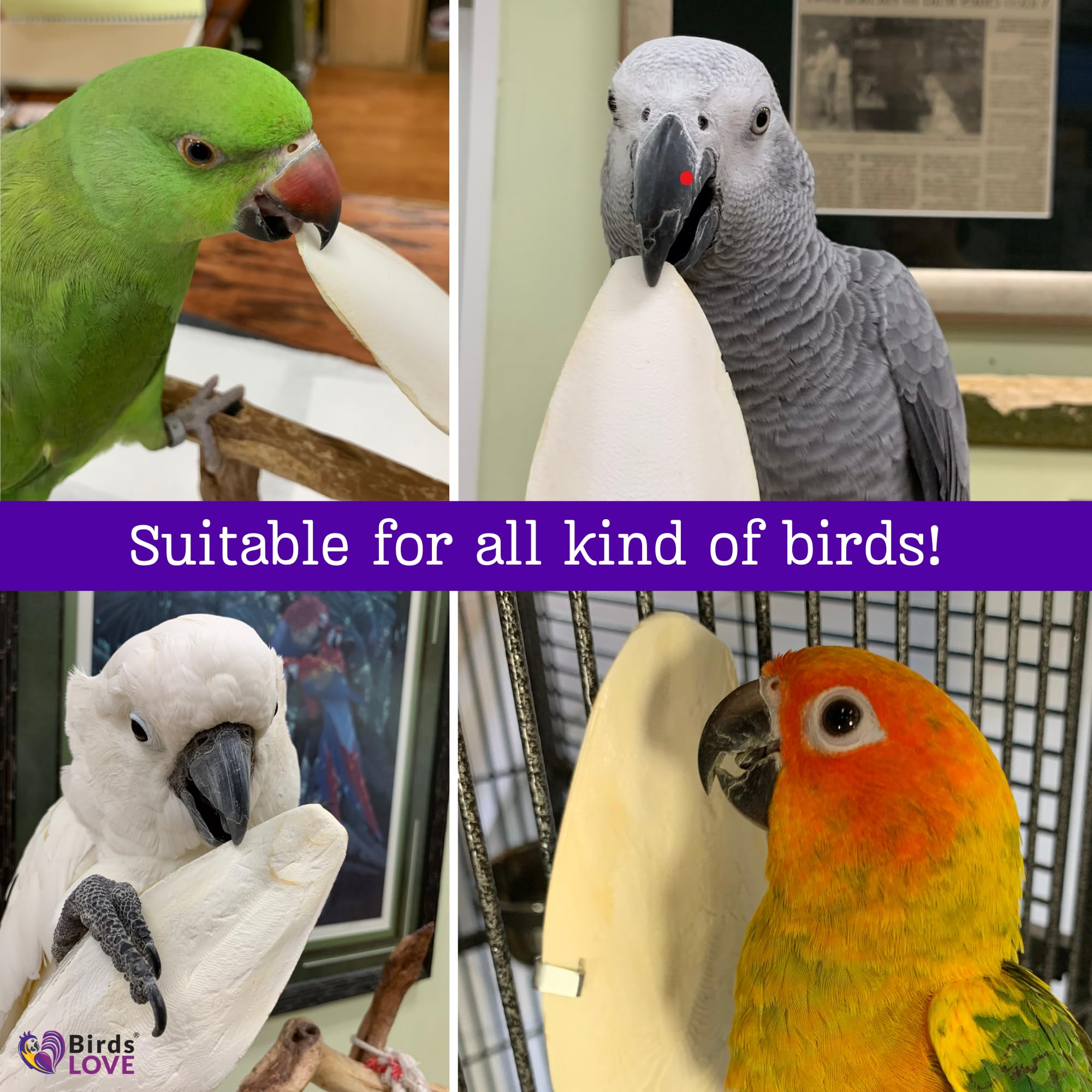 Birds LOVE Natural Cuttlebone | 100% Pure Sun-Dried Calcium Supplement for Birds, Tortoises, Snails & Crabs | Supports Beak & Sh