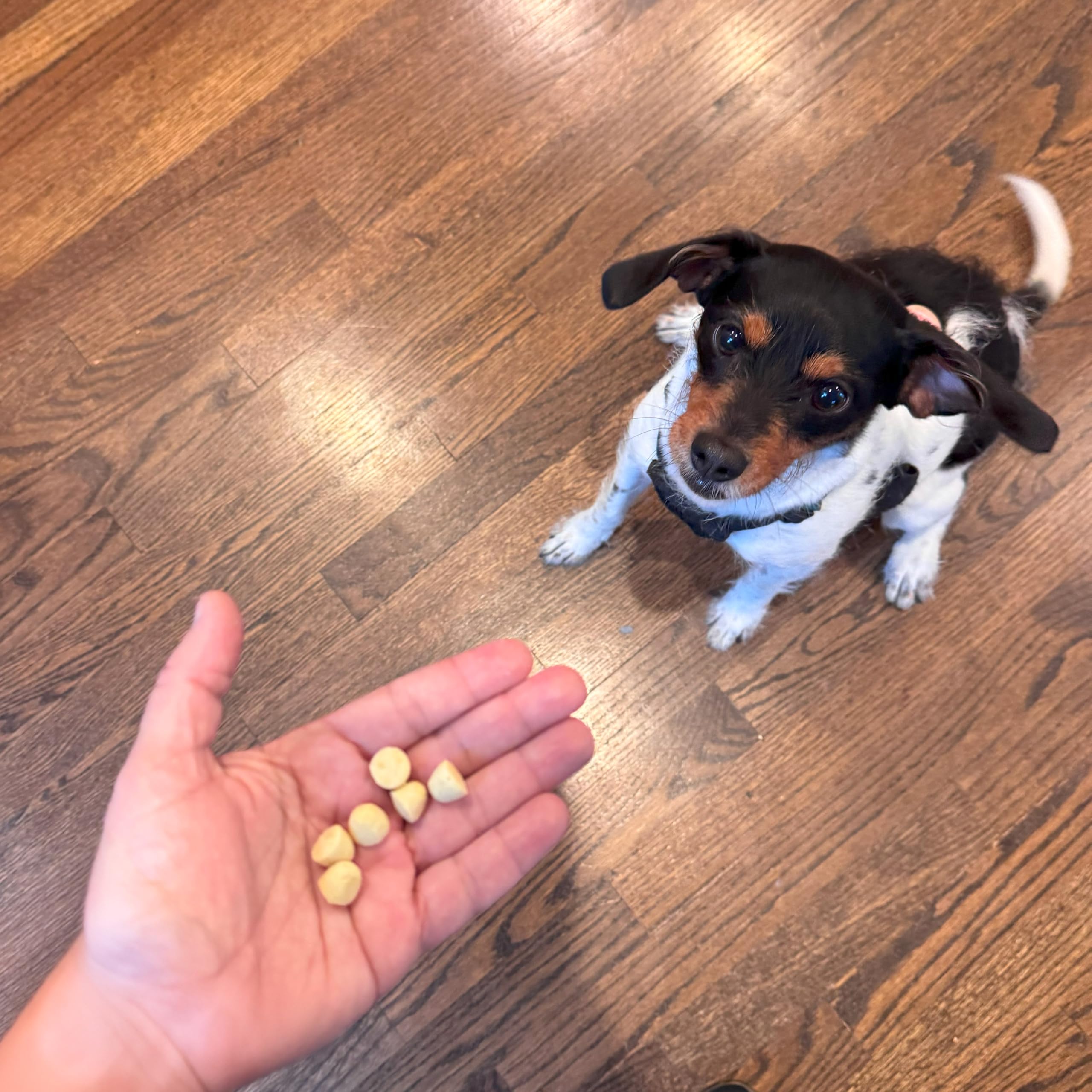 Exclusively Dog Best Buddy Bits Training Treats for Dogs and Puppies - All Natural, Baked in The USA, Ideal for Training & Agili