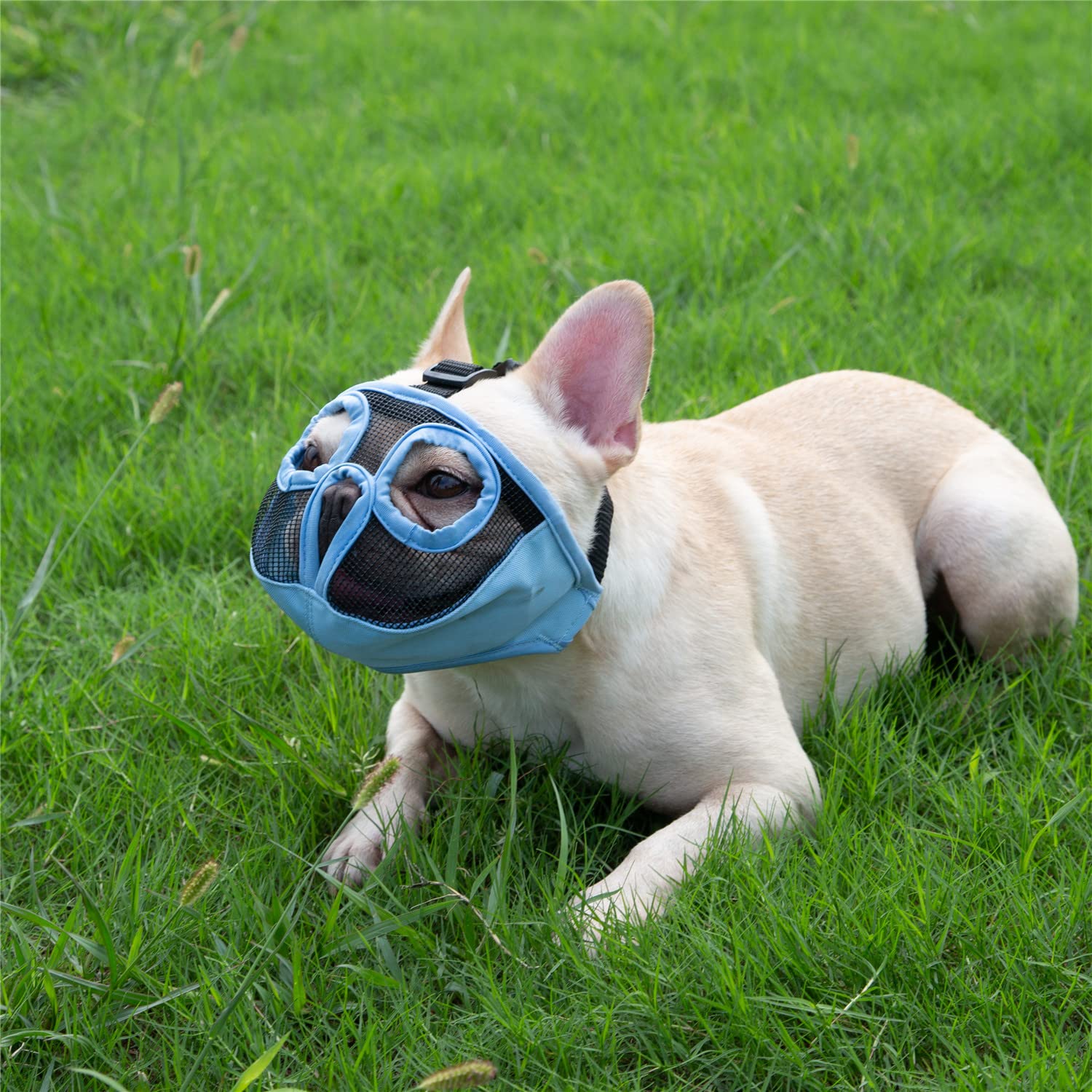 Jyhy Short Snout Dog Muzzles- Adjustable Breathable Mesh Bulldog Muzzle For Biting Chewing Licking Grooming Dog Mask,Blue Xl