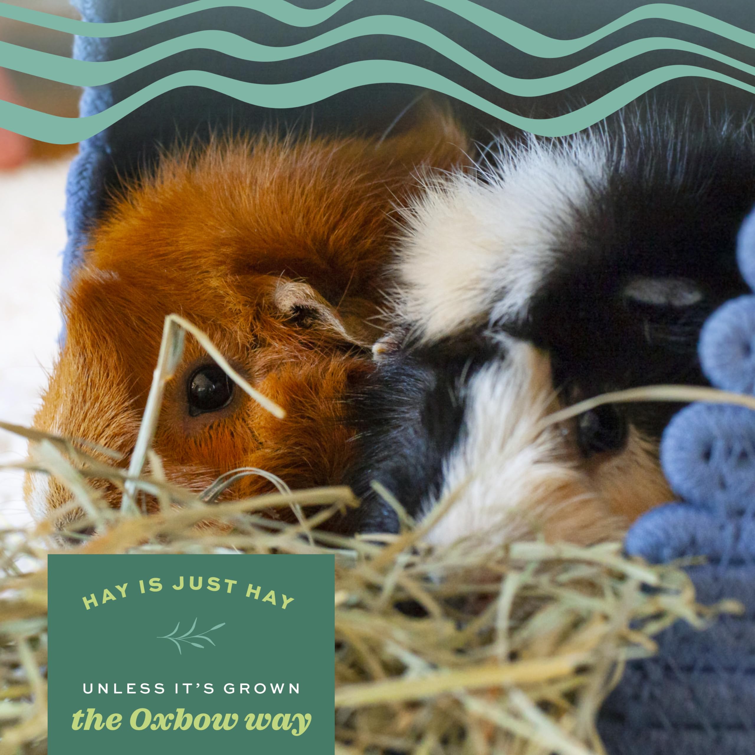 Oxbow Animal Health Western Timothy Hay- Veterinarian Recommended- Hay for Rabbits, Chinchillas, Guinea Pigs & Other Small Pets-