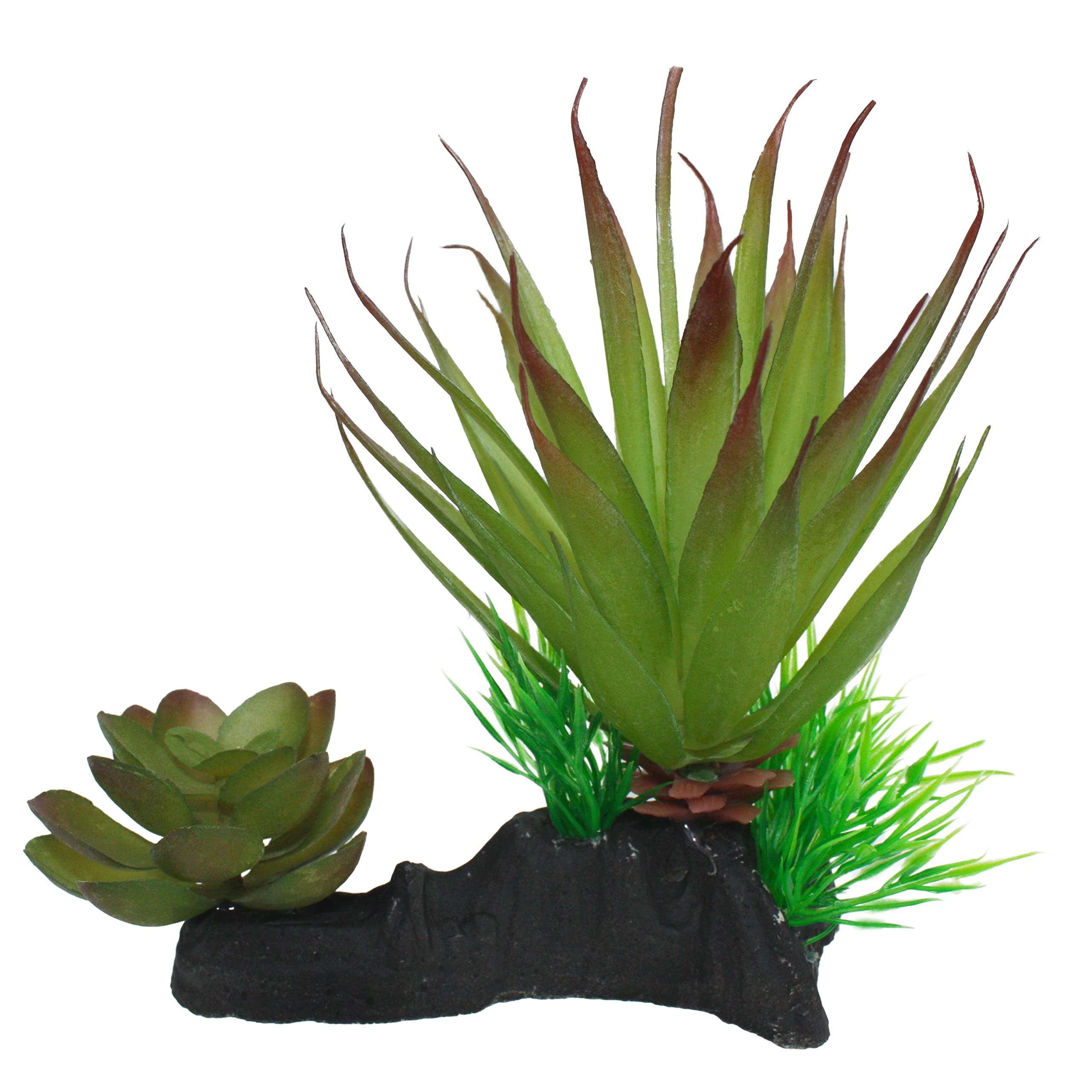Multi Pet 48593312: Komodo Succulent Plant
