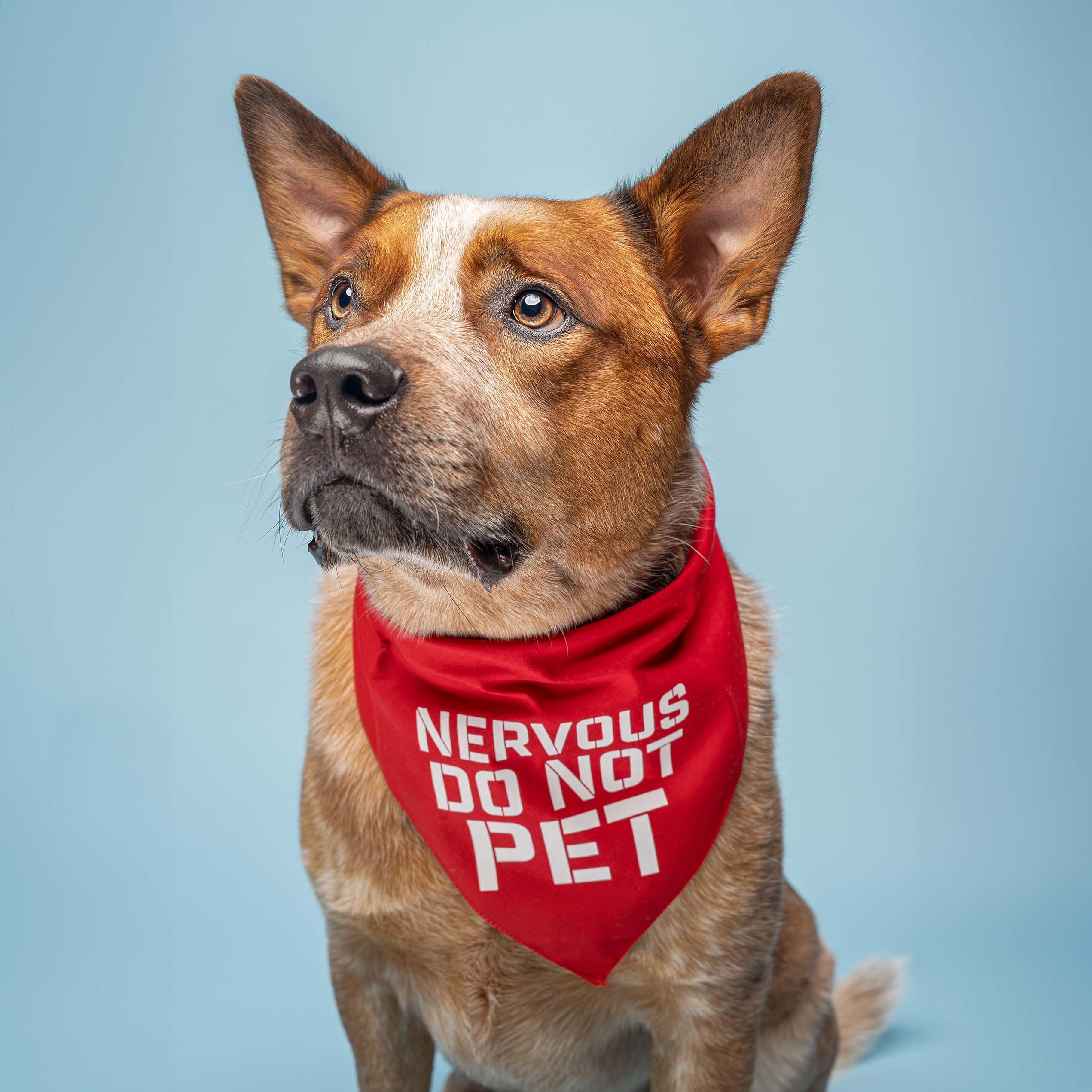 Nervous Do Not Pet Dog Bandana (Black, Os 156)