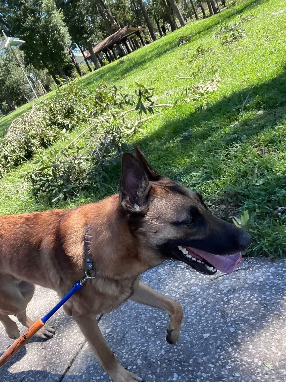 Dog Biking and Walking Collar