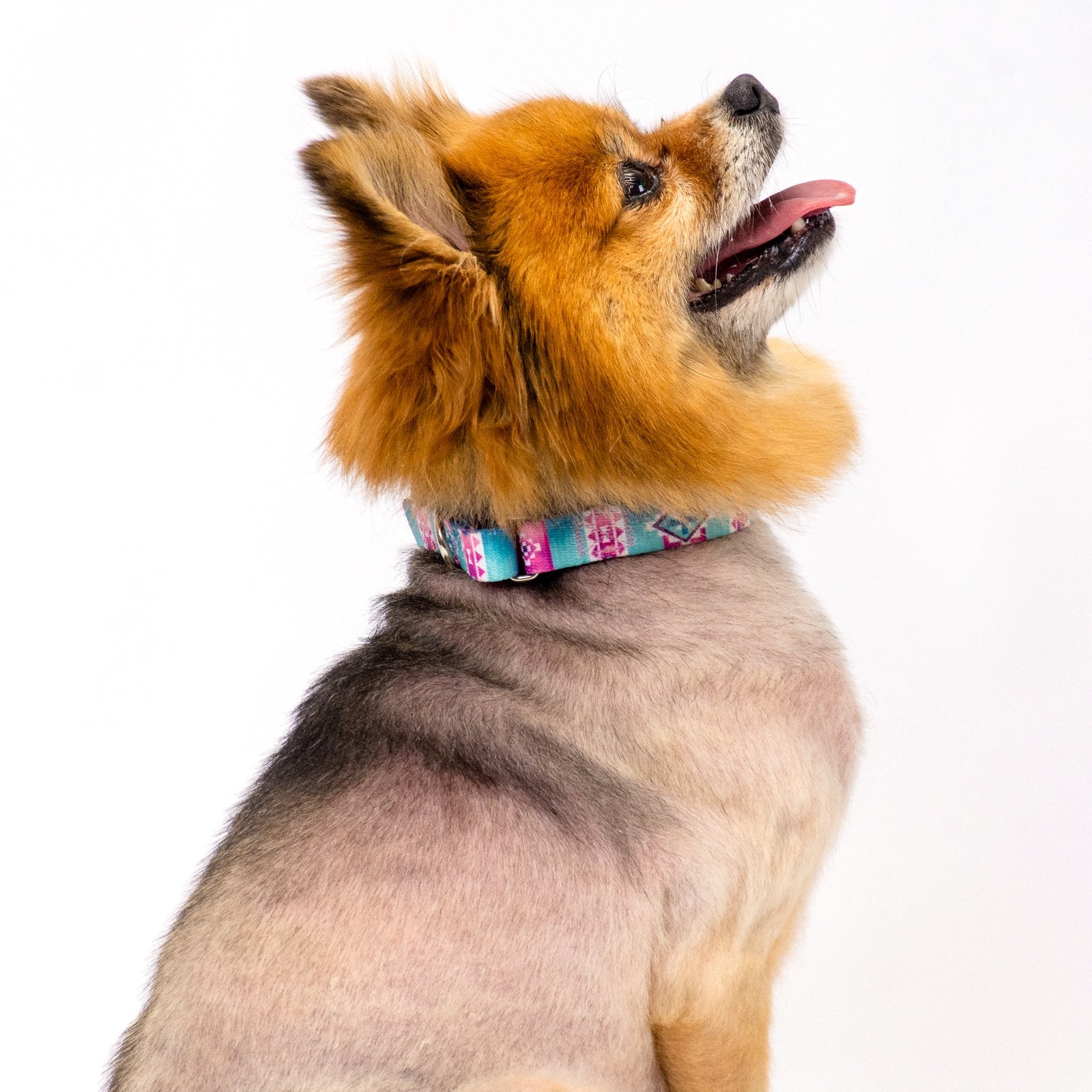 Country Brook Petz - Albuquerque Martingale Dog Collar - Country And Western Collection Featuring Rustic Designs (1 Inch, Large)