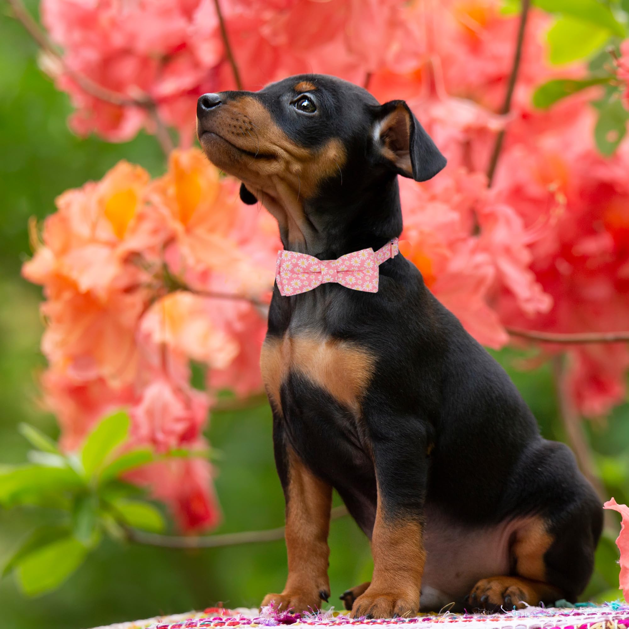 Adoggygo Floral Dog Collar With Bowtie, White Daisy Dog Flower Collar With Metal Buckle, Adjustable Pink Dog Floral Collars For