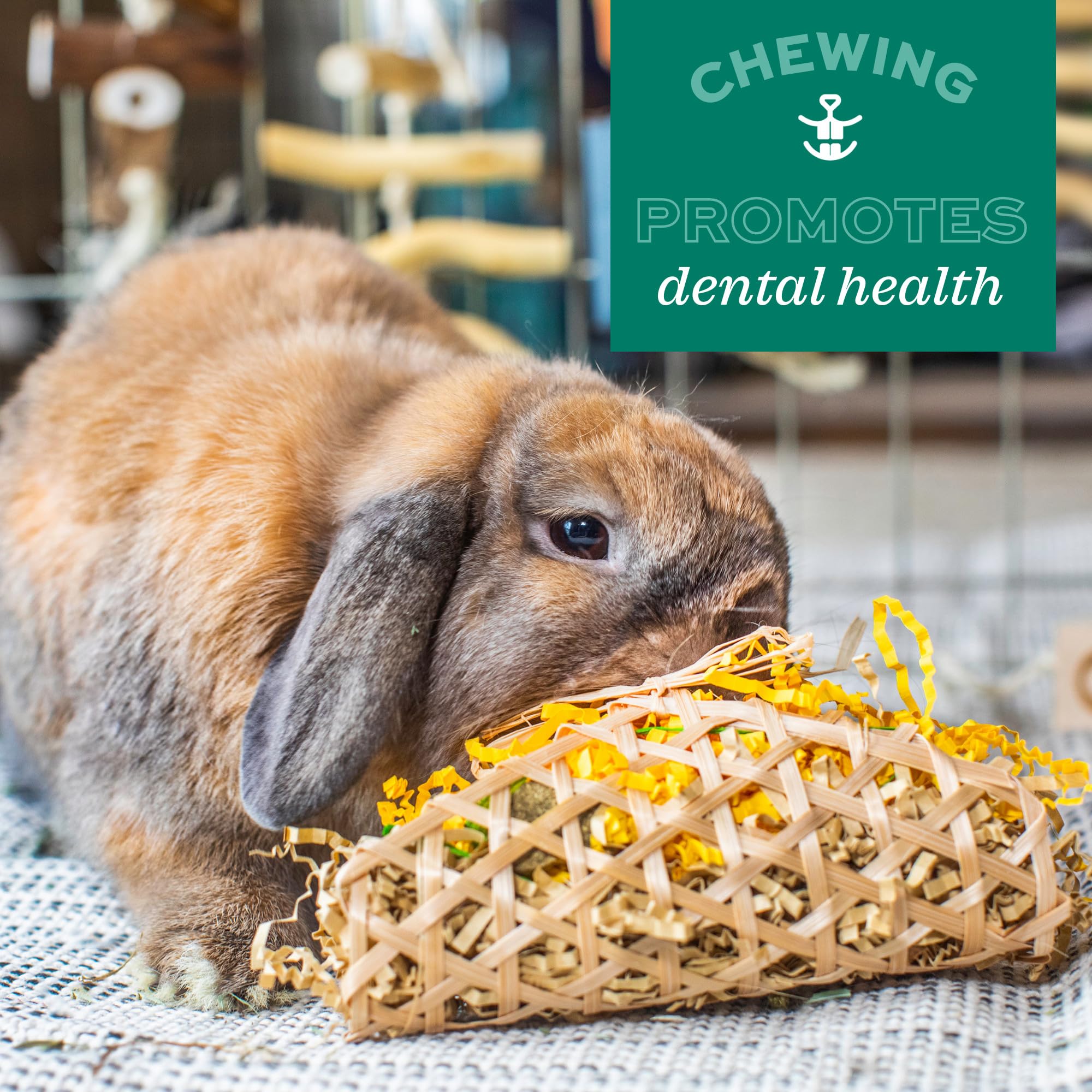 Oxbow Enriched Life Roll Arounds, Rabbit Toys, Guinea Pig Toys, Enrichment for Bunny, Guinea Pig, Hamster, Rabbit, Chinchilla, R