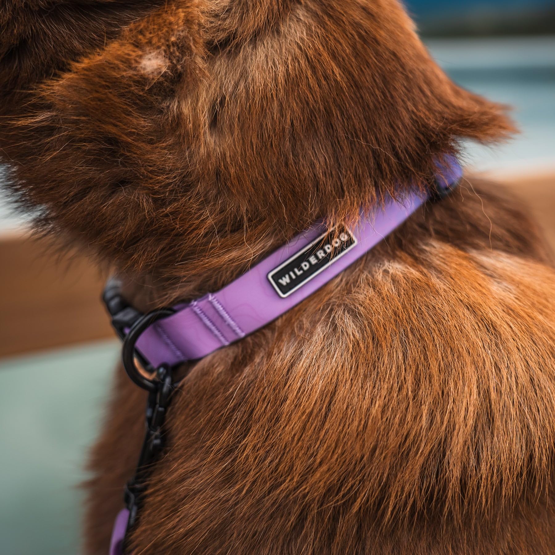 Wilderdog Waterproof Dog Collar - Repels Water & Dirt - Small 11''-15'' - Aurora