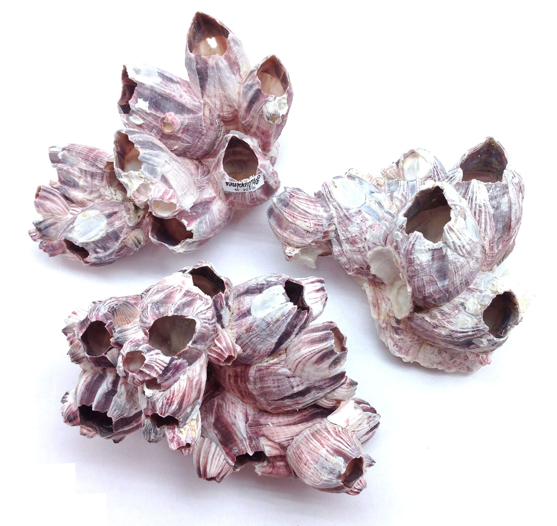 Pepperlonely Purple Barnacles Clusters For Saltwater Aquariums, 5 Inch ~ 7 Inch