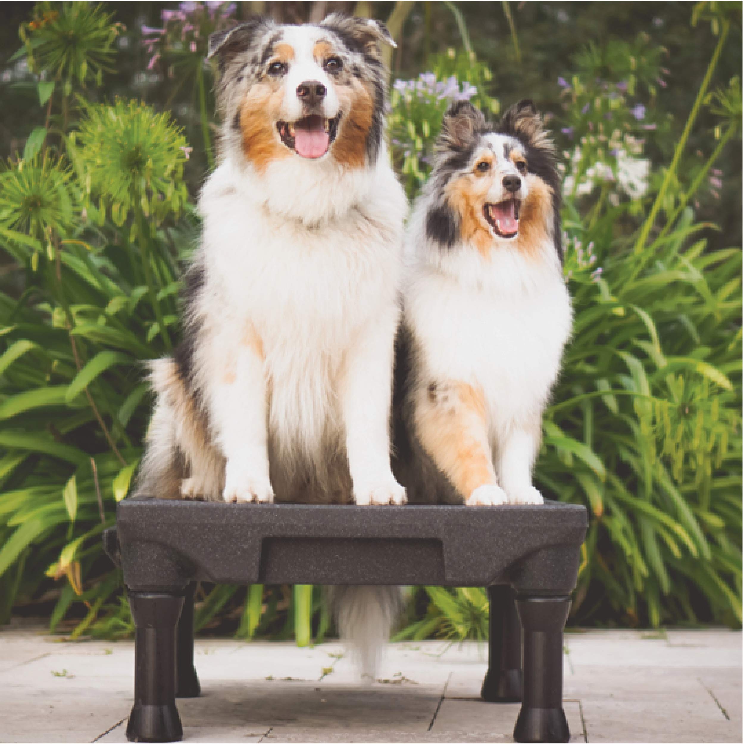 Blue-9 Pet Products Klimb Dog Training Platform And Agility System, Durable And Portable For Indoor Or Outdoor Use, Blue