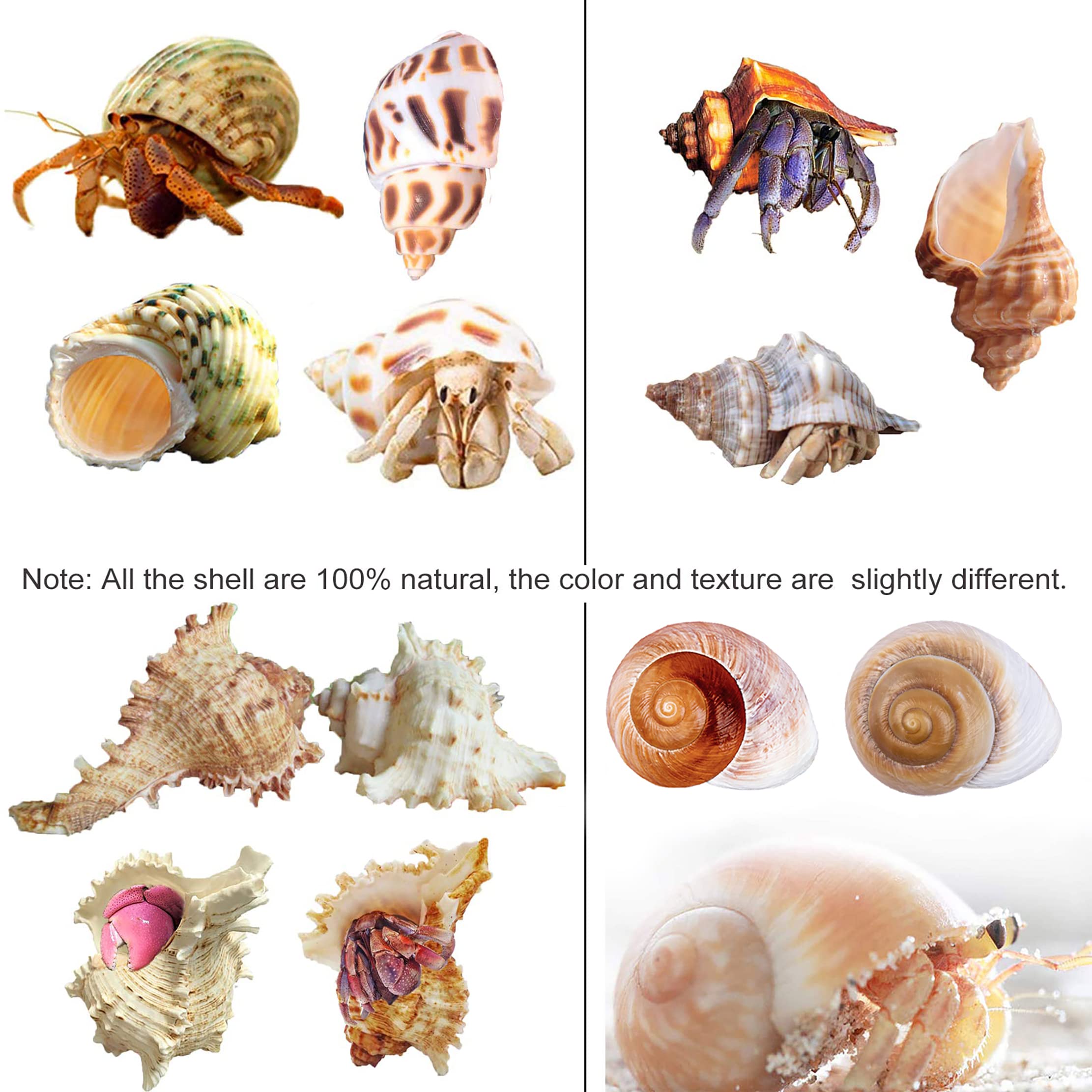9Pcs Hermit Crab Shells Large Small Growth Turbo Seashell Supplies Natural Sea Conch Home Decor
