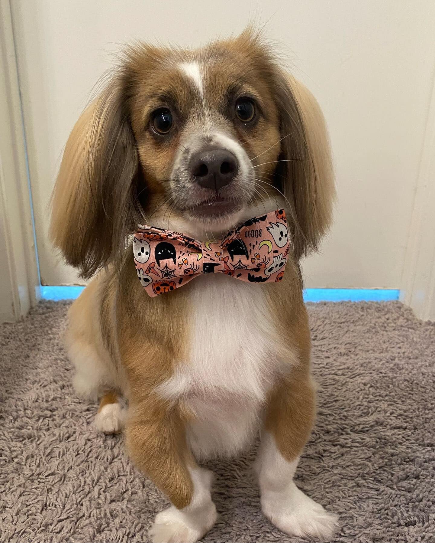 Elegant Little Tail Dog Collar With Bow - Fall Dog Collar Halloween Pumpkin Bow Girl Boy Pet Collar Soft Dog Bowtie Collars For Medium Dogs