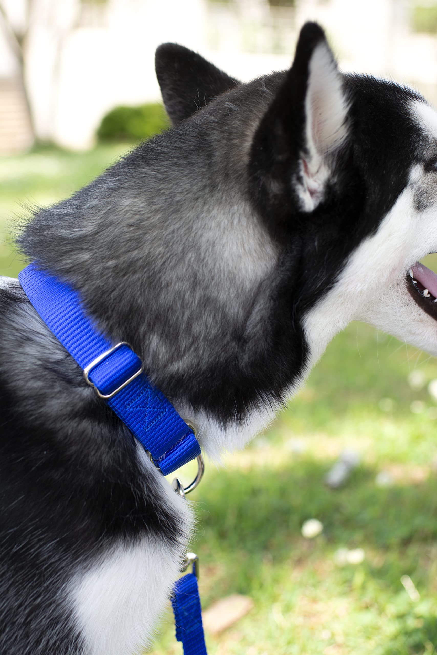 Country Brook Petz - Royal Blue Martingale Heavy Duty Nylon Dog Collar - 21 Vibrant Color Options (3/8 Inch Width, Micro)